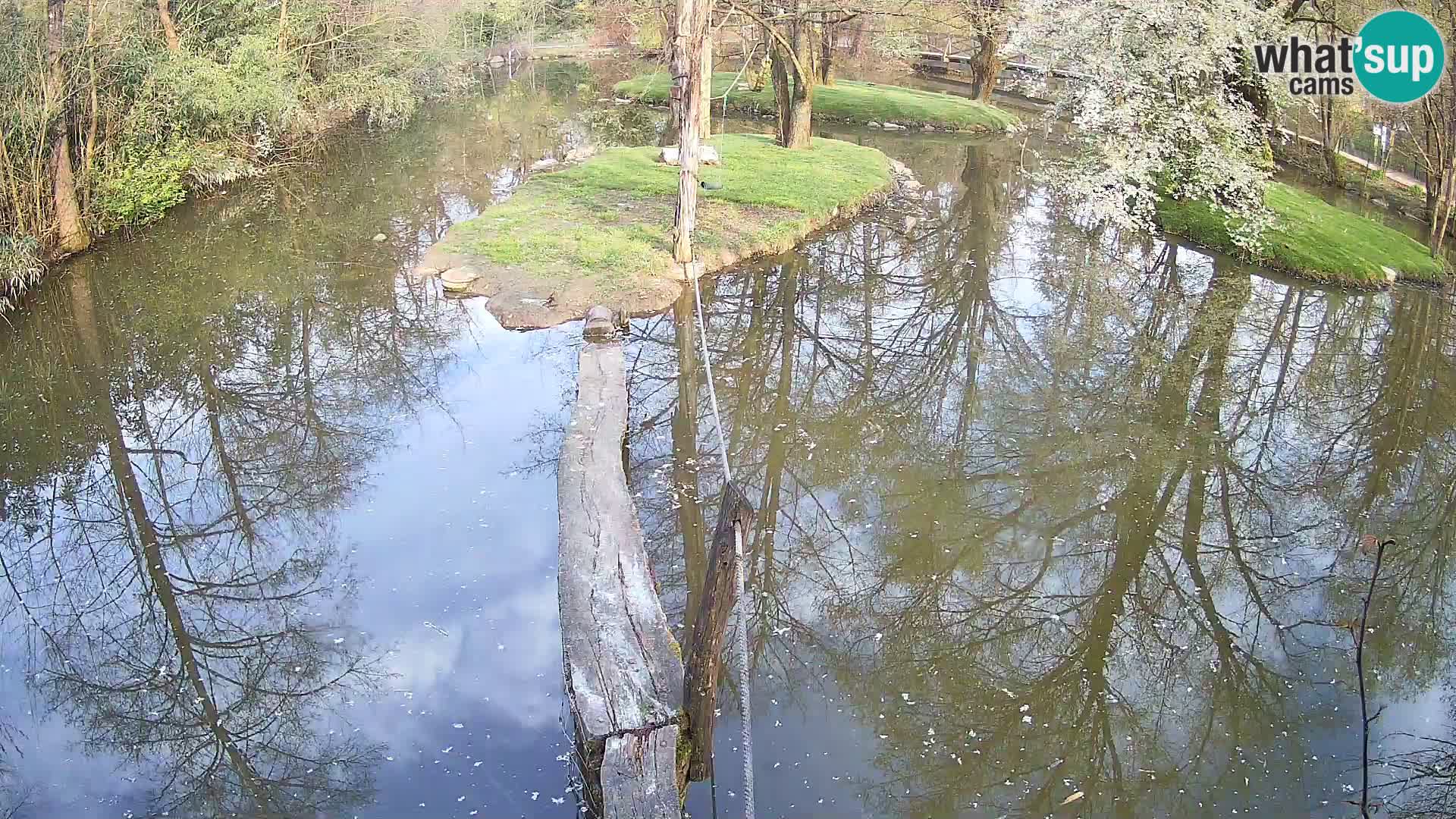 Black and white ruffed lemur Ljubljana Zoo live cam
