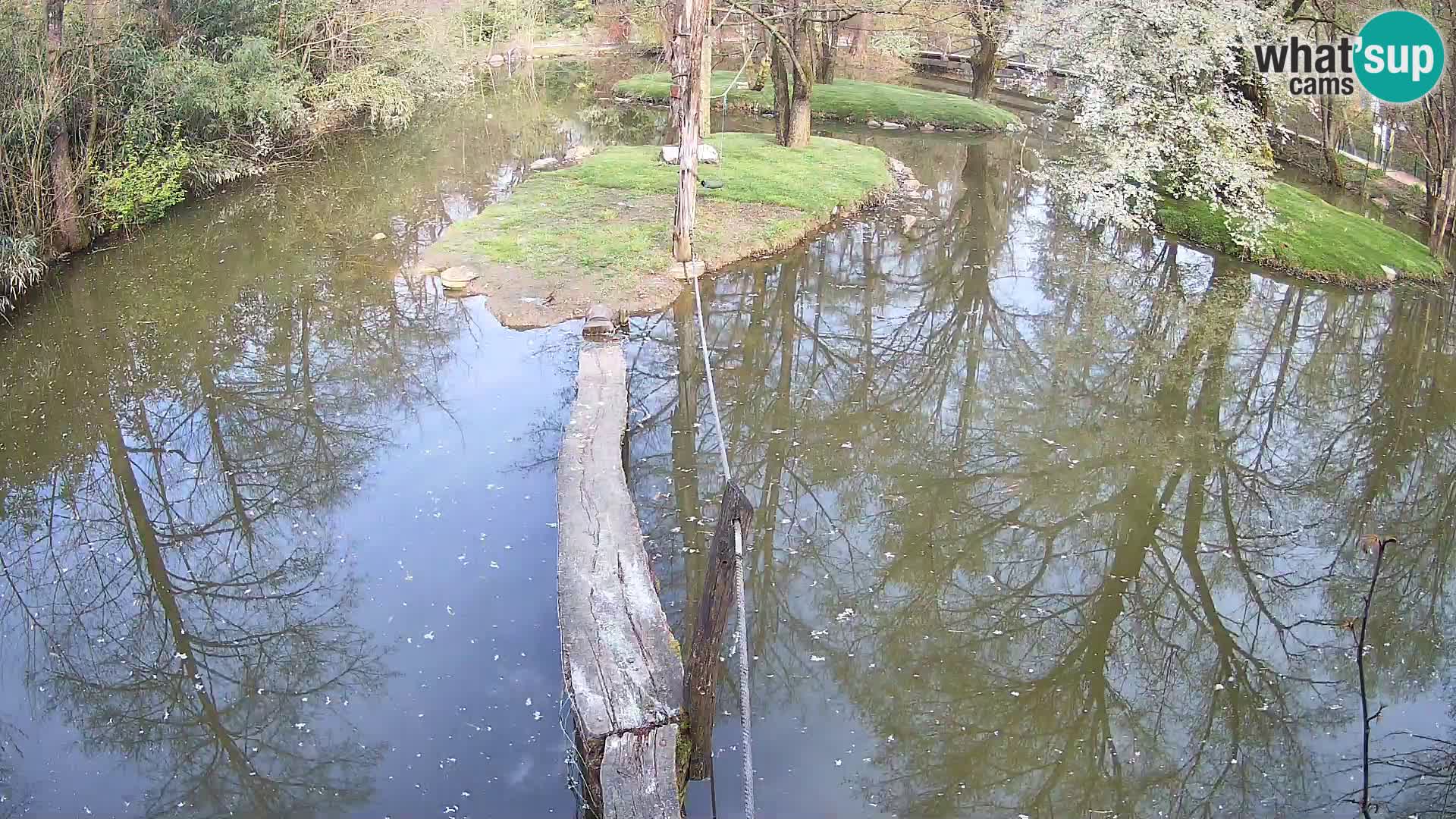 Vari bianconero Zoo Ljubljana webcam