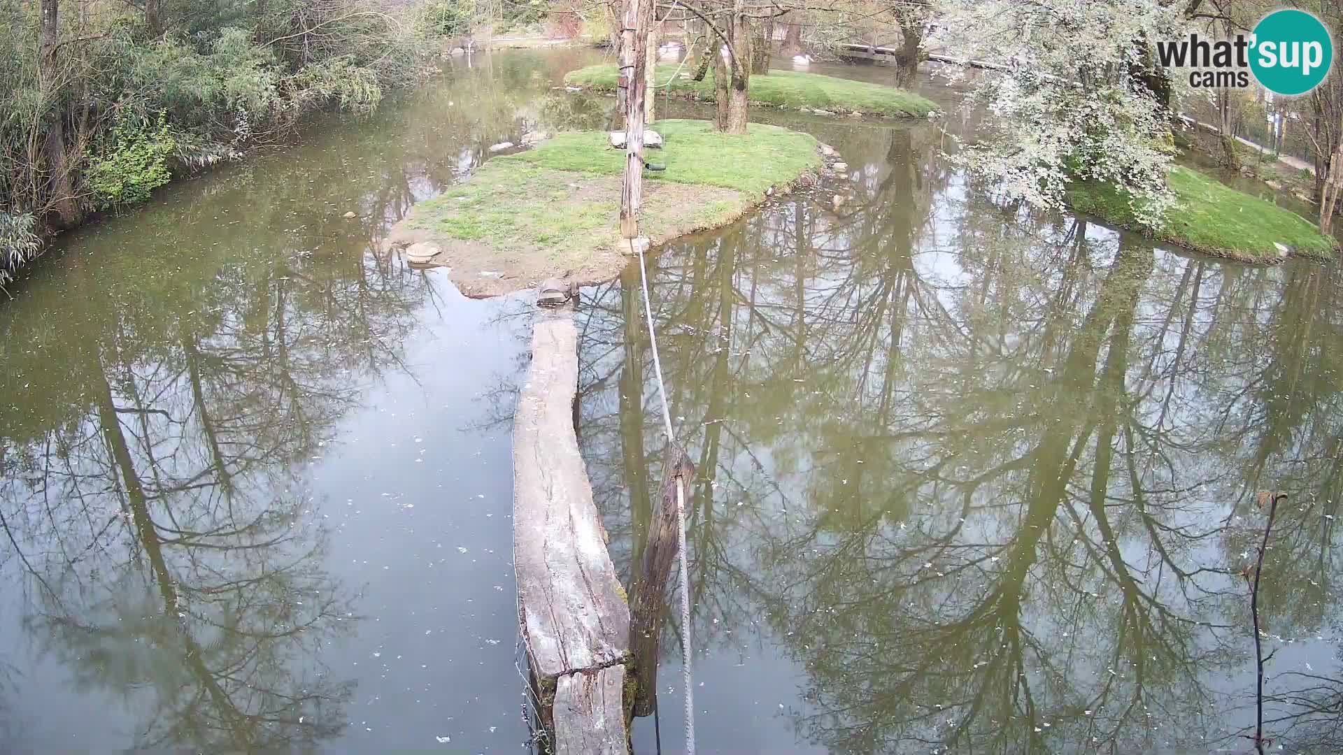 Schwarzweiße Vari Zoo Ljubljana webcam