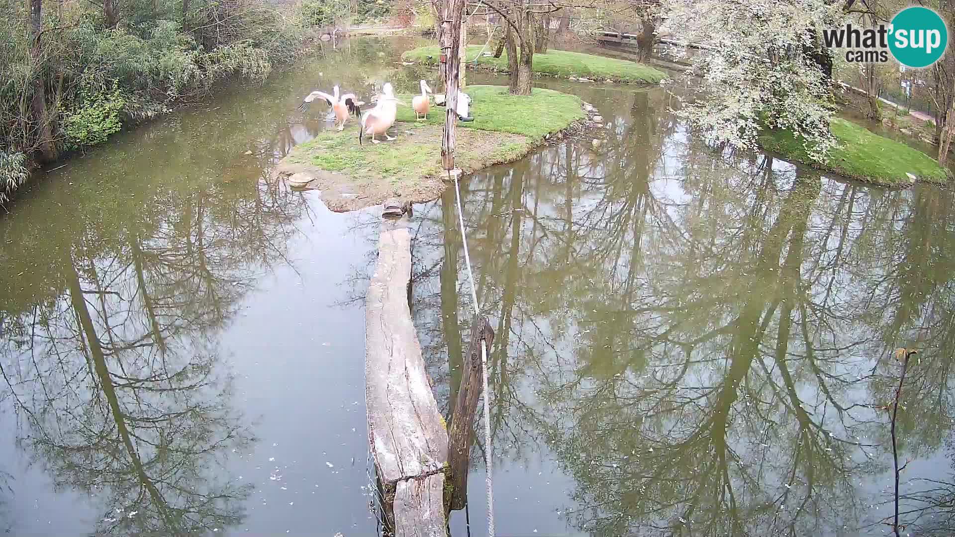 Schwarzweiße Vari Zoo Ljubljana webcam