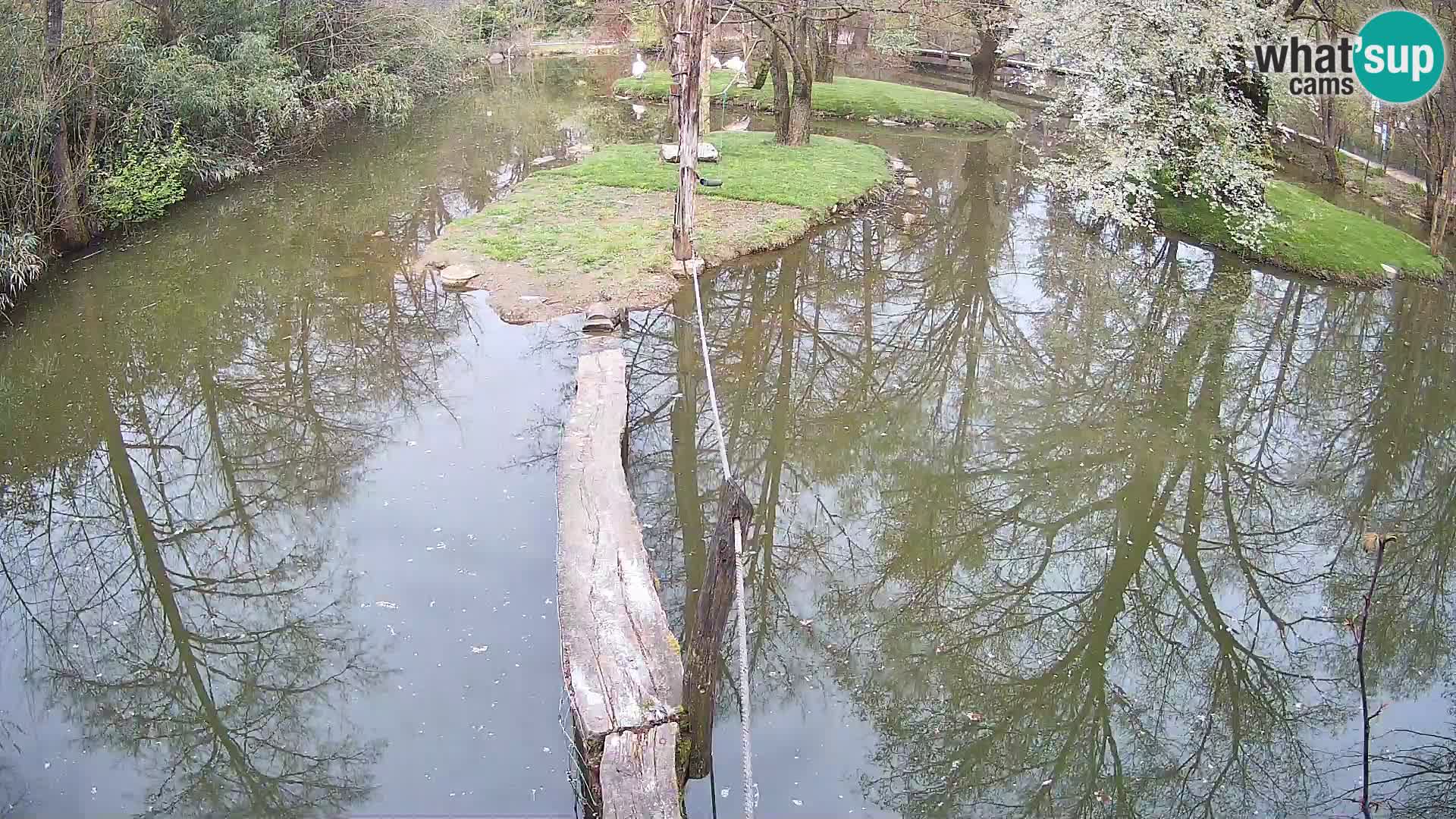 Lémur rufo blanco y negro – Ljubljana Zoo en vivo