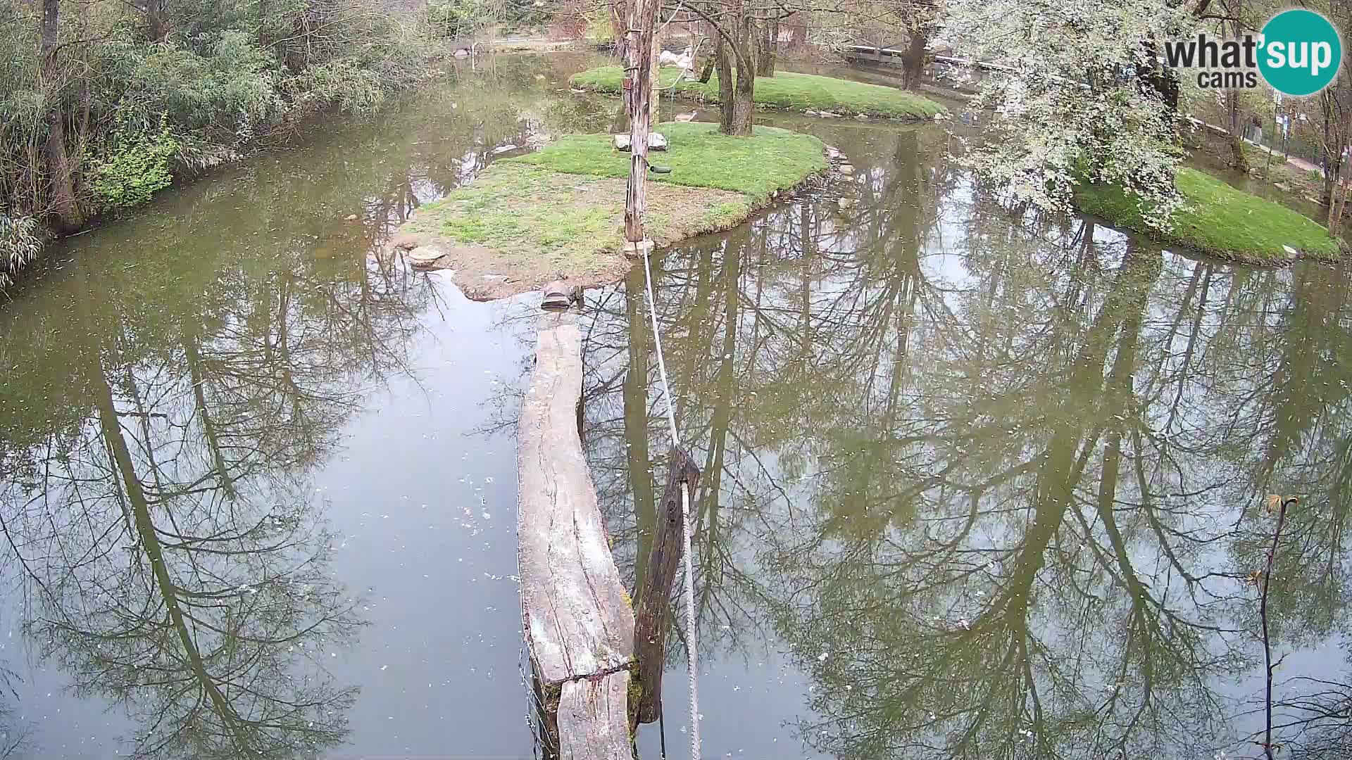 Navadni vari v živo – Ljubljana živalski vrt