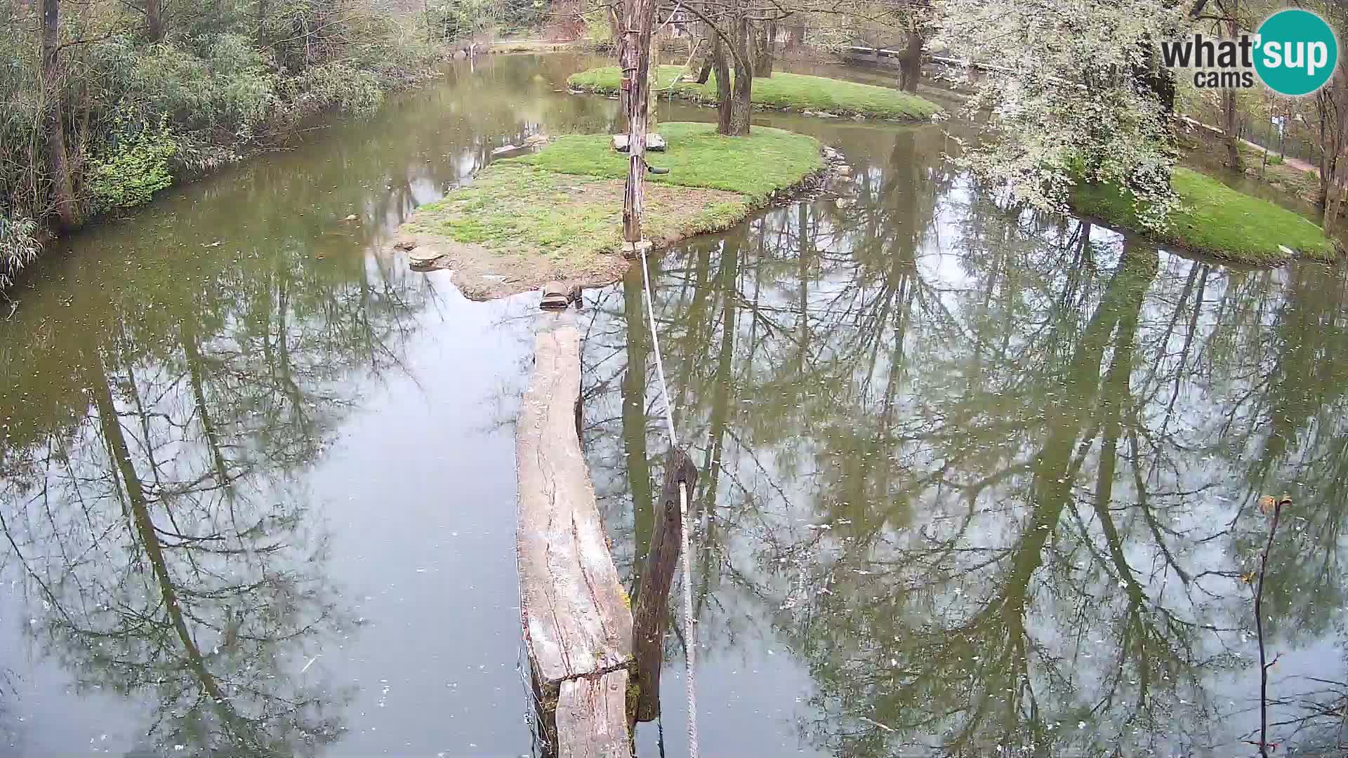 Schwarzweiße Vari Zoo Ljubljana webcam