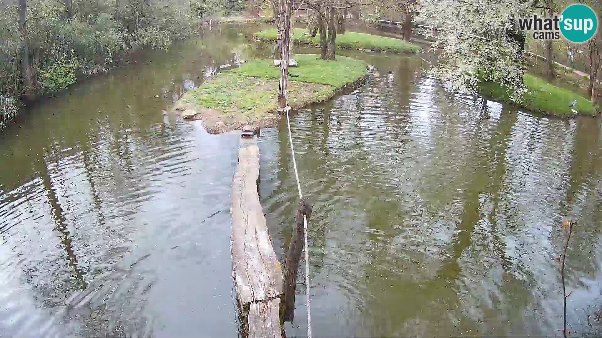 Lémur rufo blanco y negro – Ljubljana Zoo en vivo