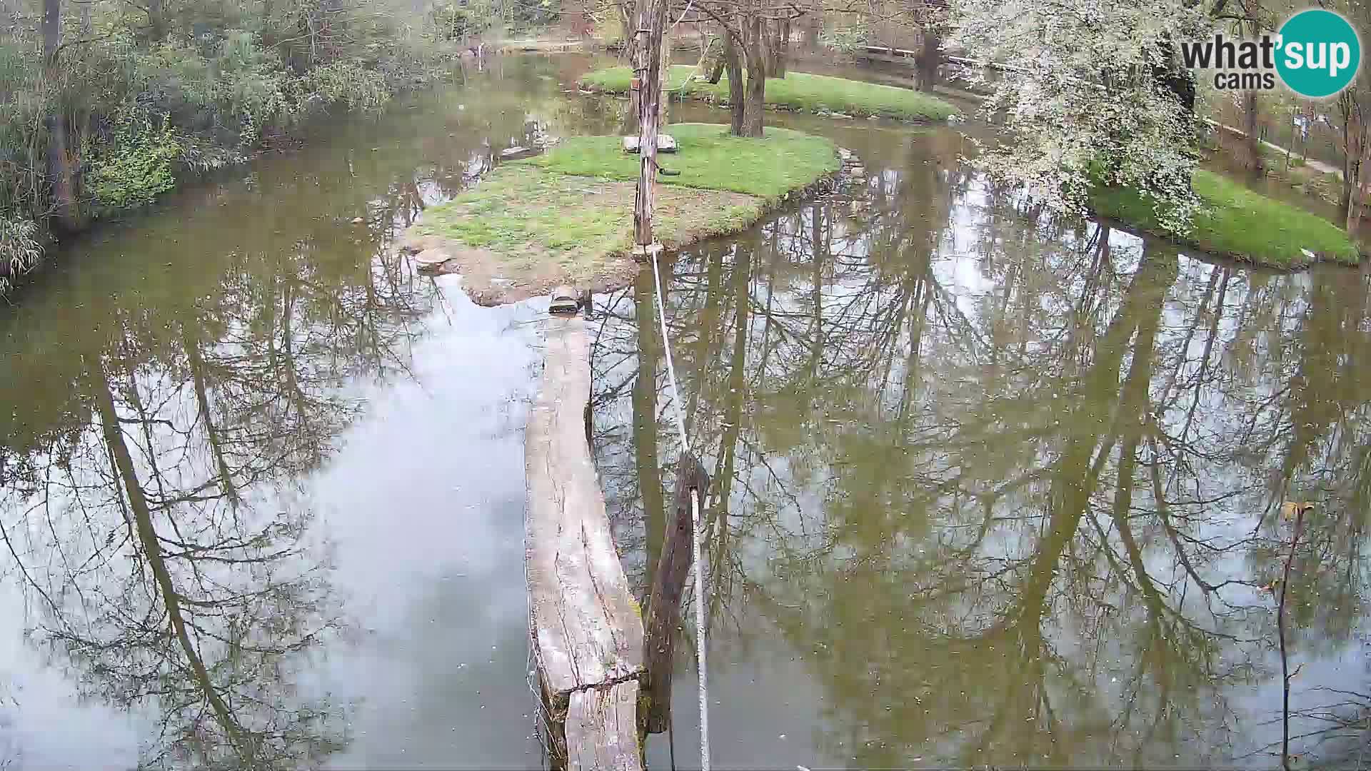 Navadni vari u živo – Ljubljana zoo