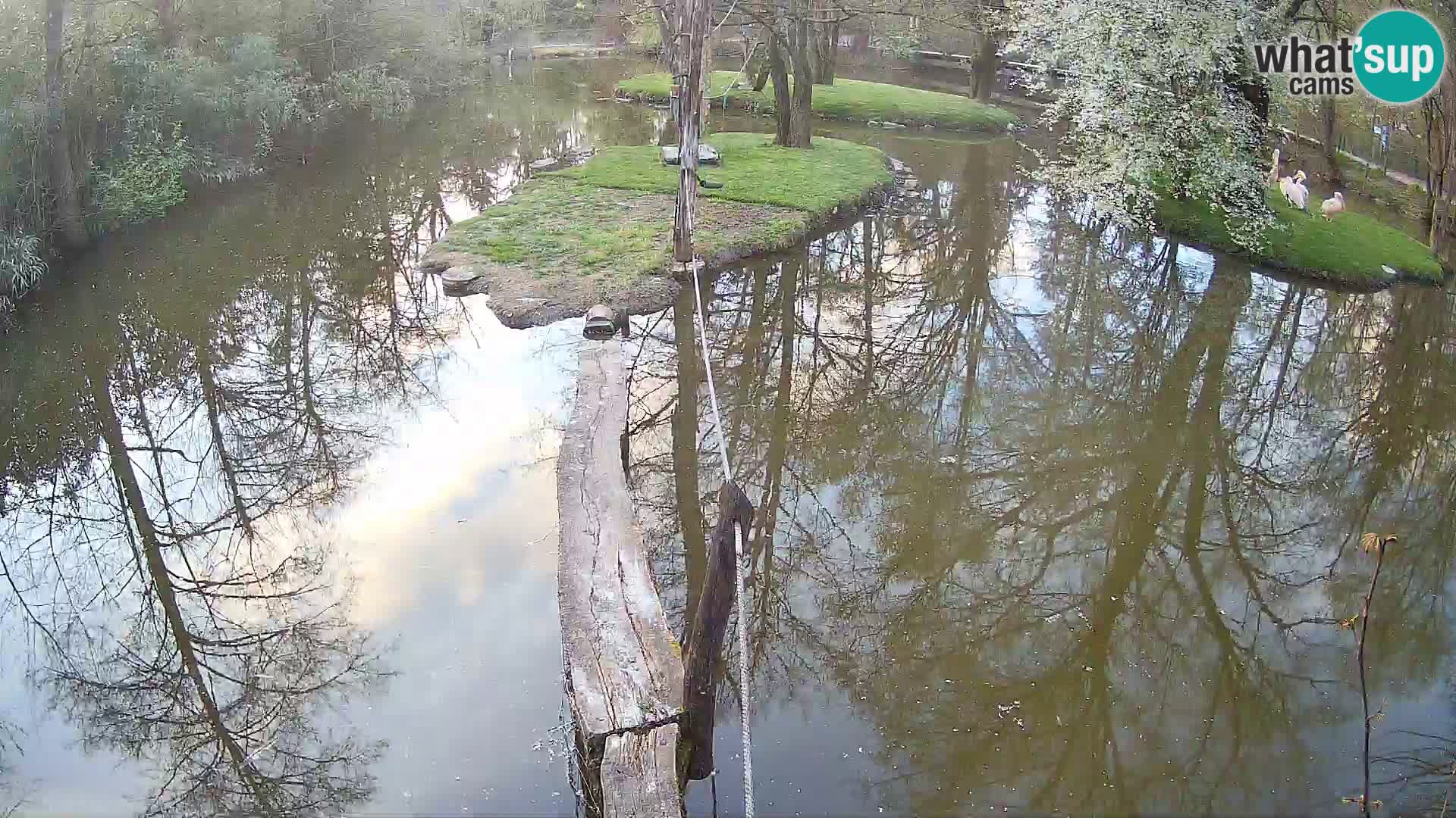 Schwarzweiße Vari Zoo Ljubljana webcam