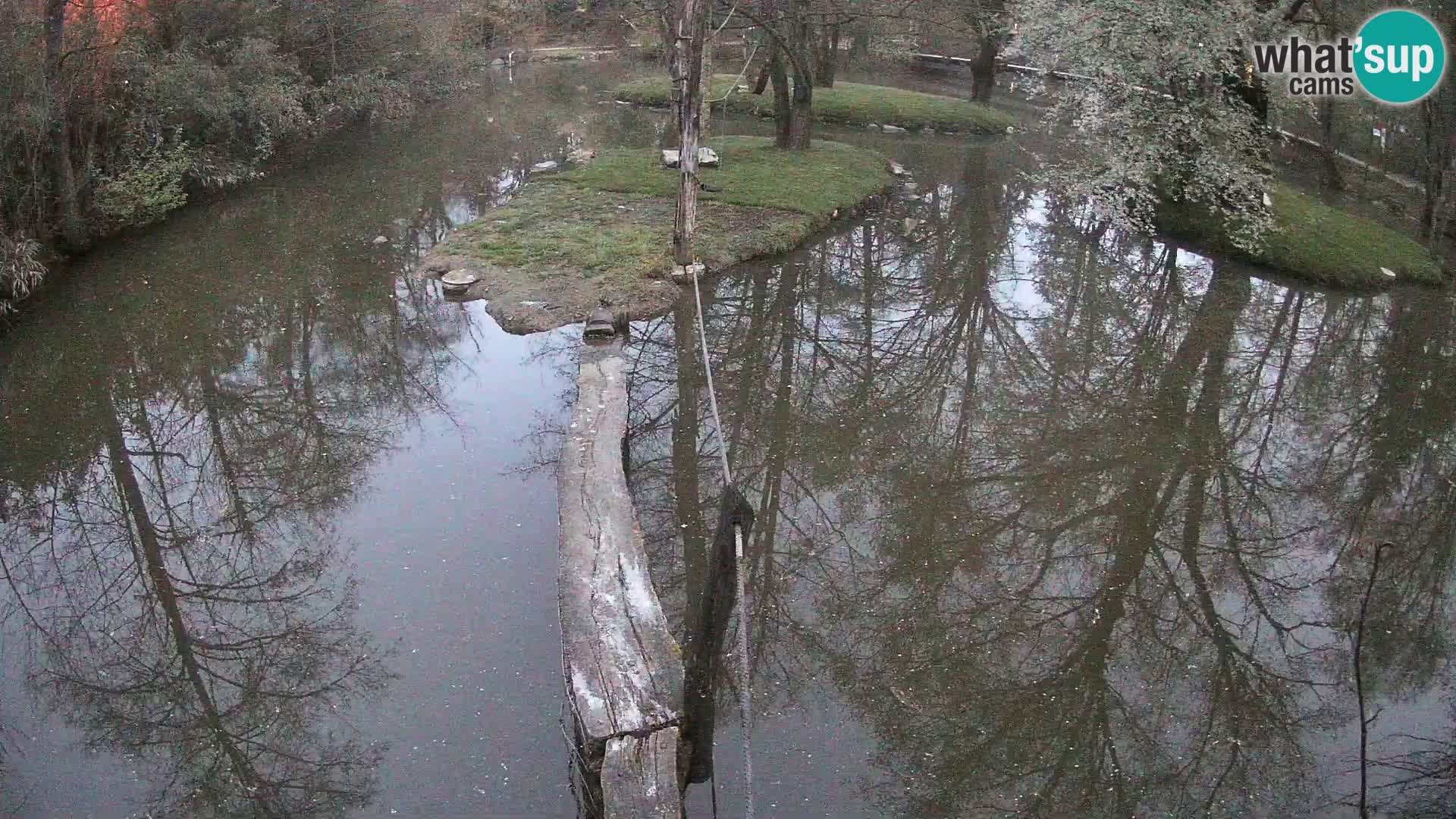 Black and white ruffed lemur Ljubljana Zoo live cam