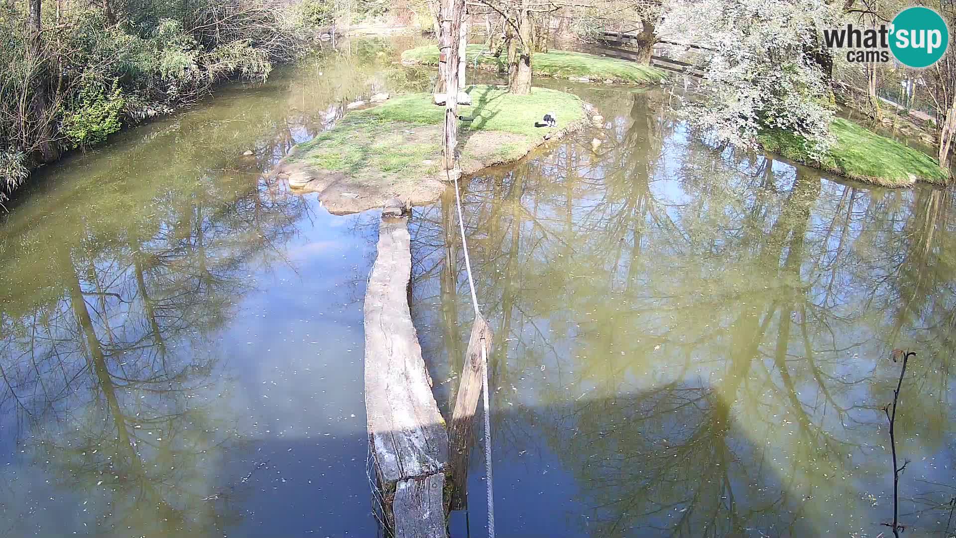 Schwarzweiße Vari Zoo Ljubljana webcam