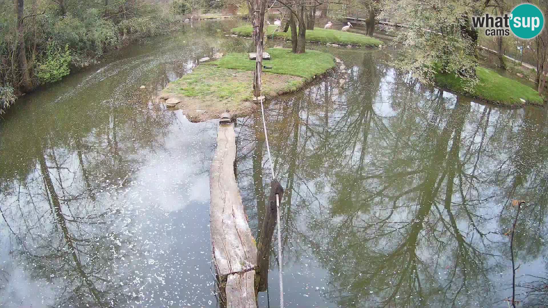 Lémur rufo blanco y negro – Ljubljana Zoo en vivo