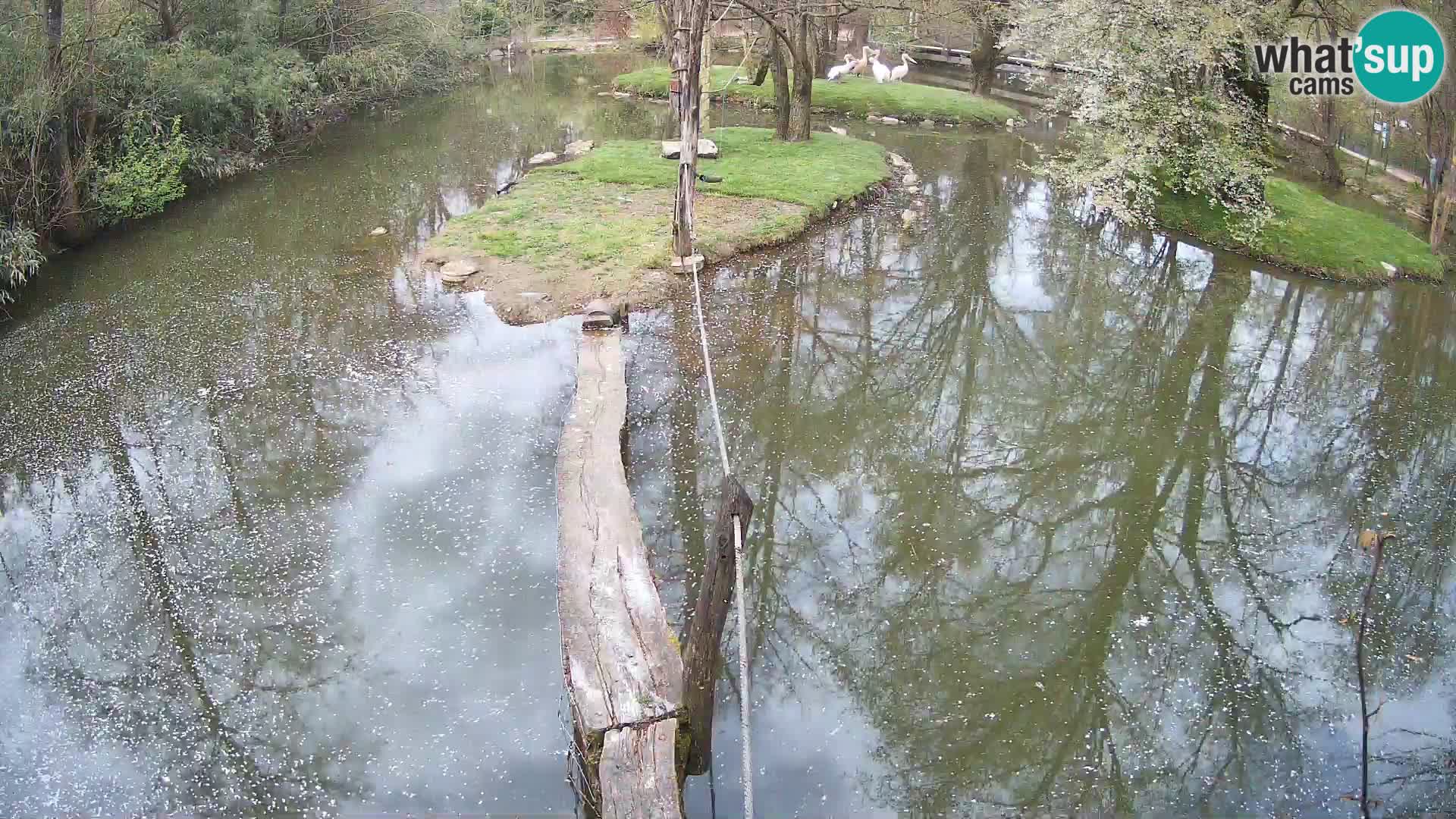 Lémur rufo blanco y negro – Ljubljana Zoo en vivo