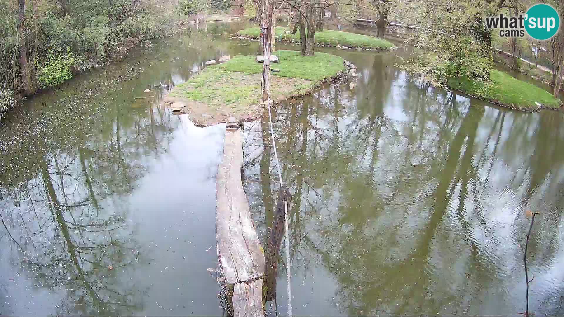 Schwarzweiße Vari Zoo Ljubljana webcam