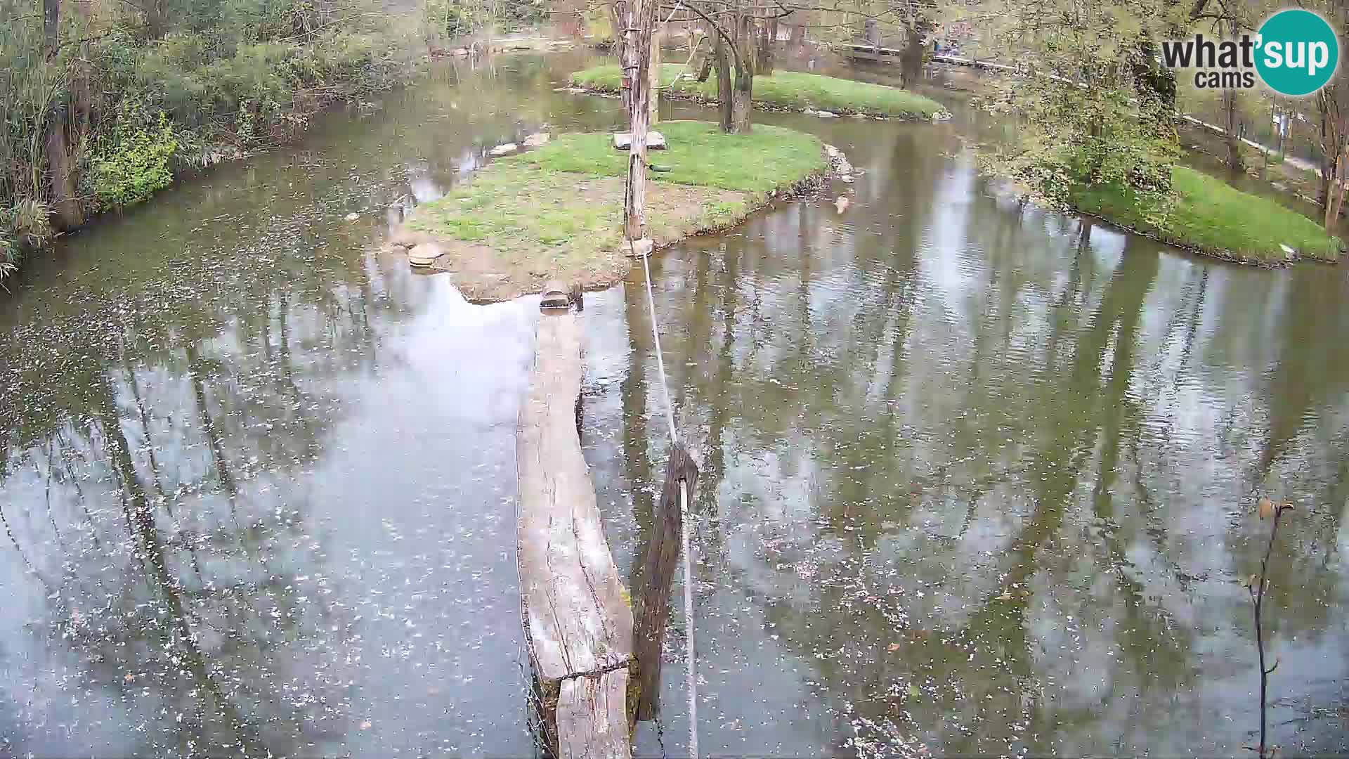 Schwarzweiße Vari Zoo Ljubljana webcam