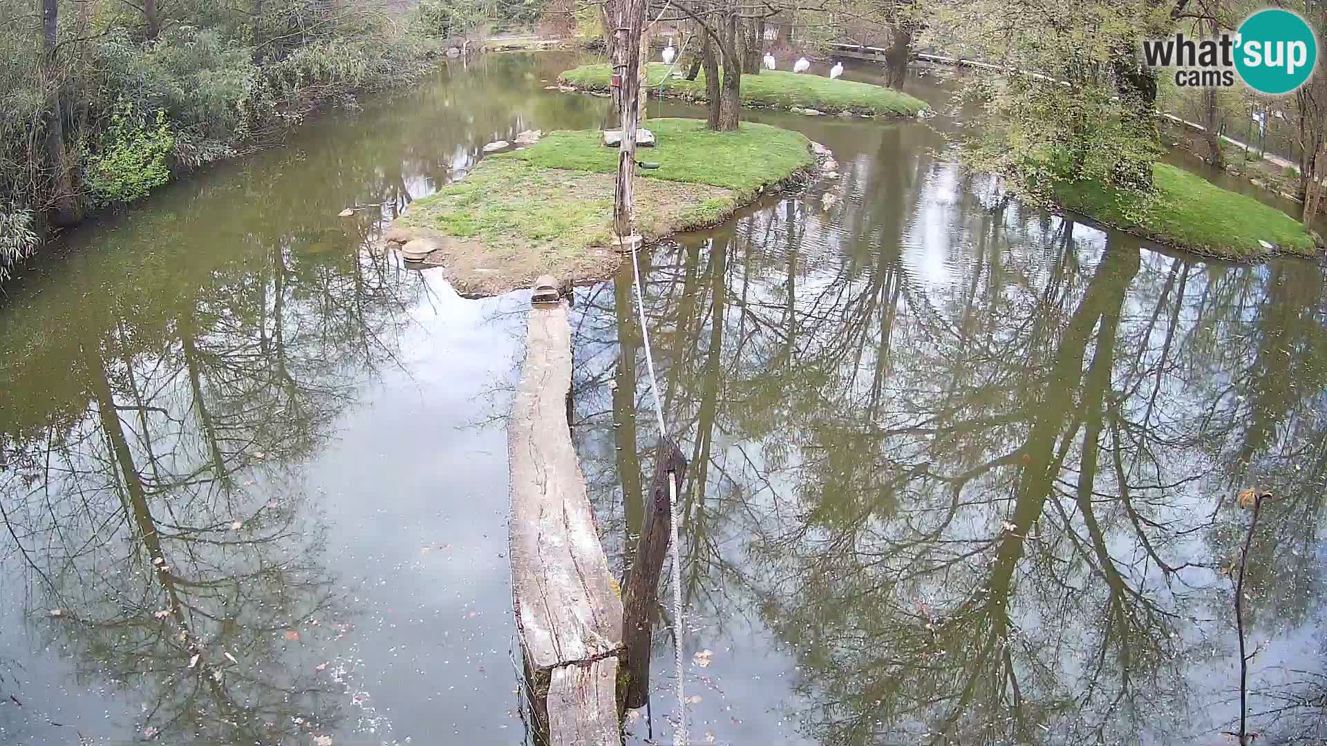 Navadni vari v živo – Ljubljana živalski vrt