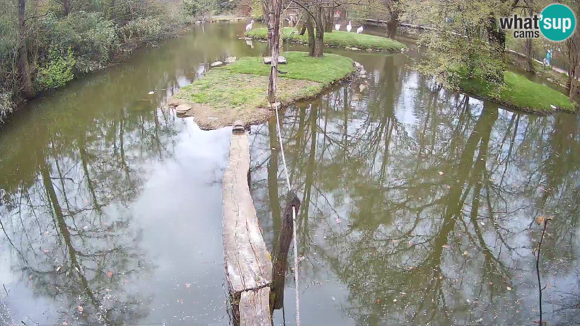 Vari bianconero Zoo Ljubljana webcam