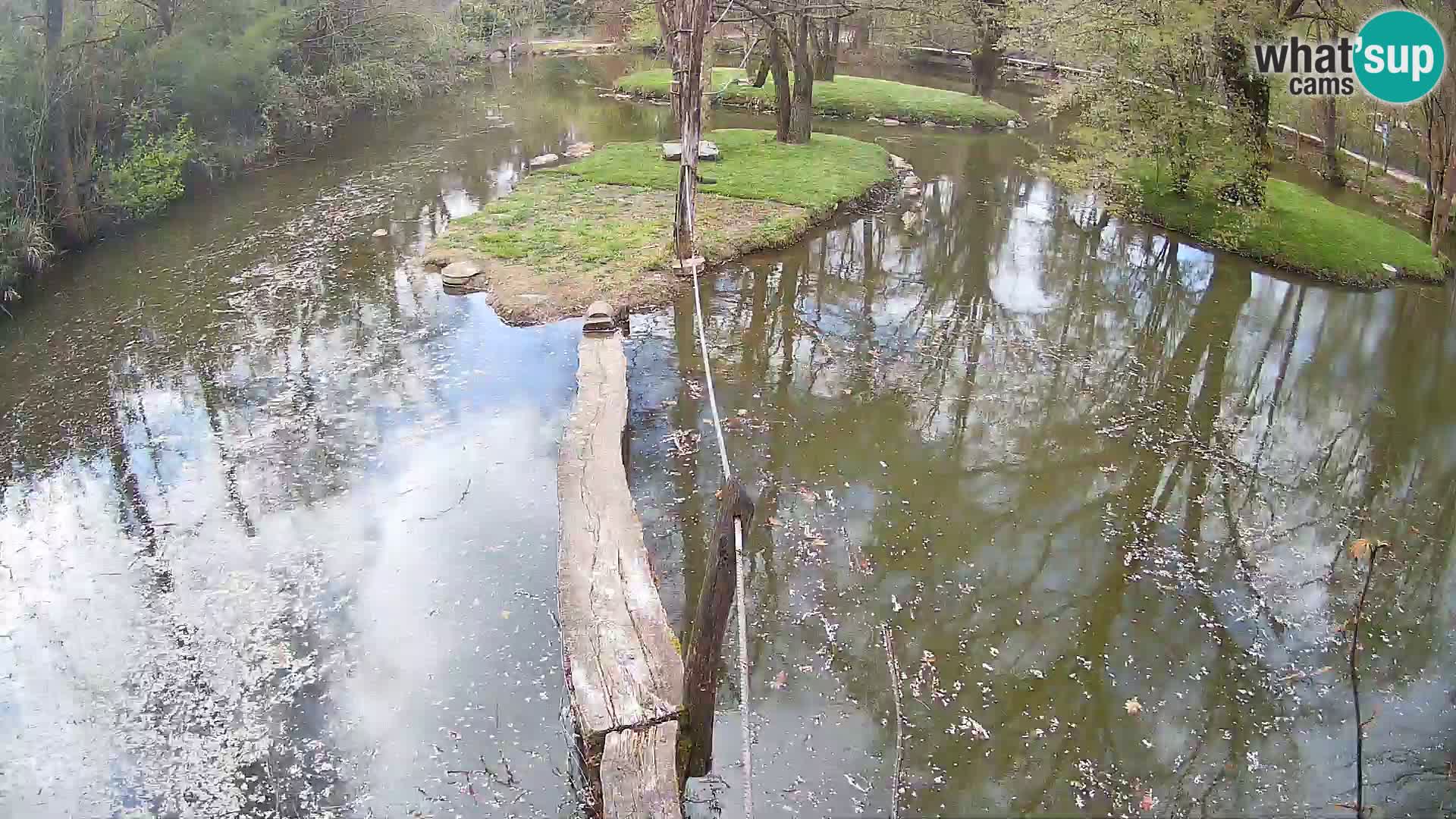 Schwarzweiße Vari Zoo Ljubljana webcam