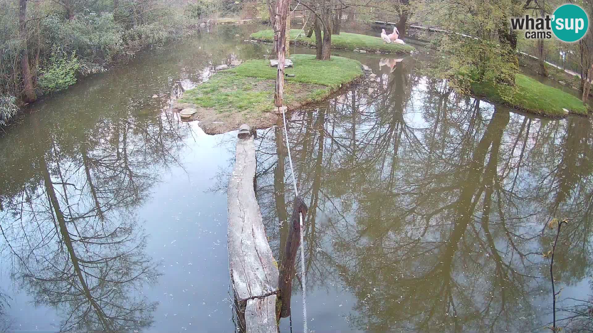Black and white ruffed lemur Ljubljana Zoo live cam