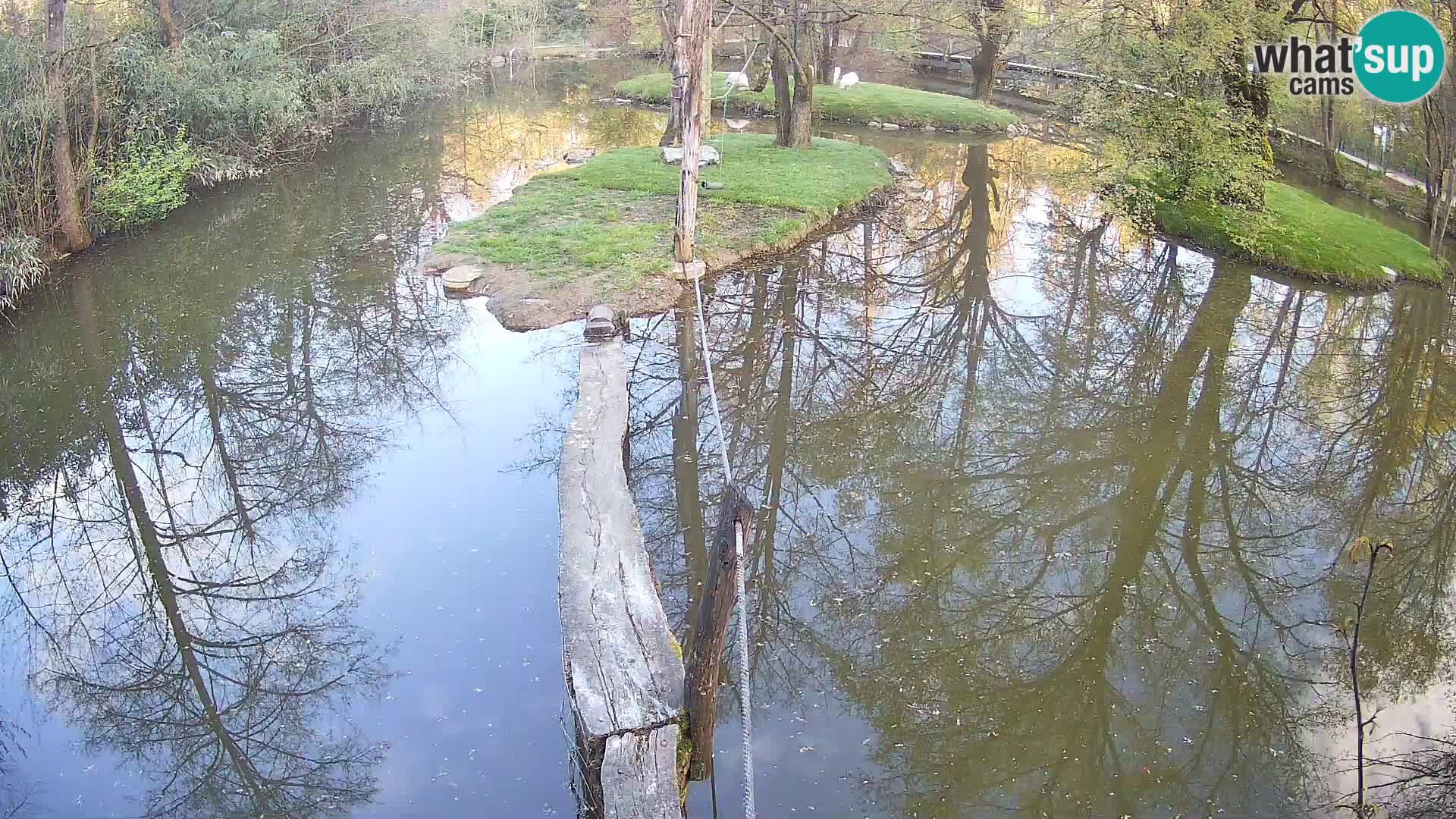 Navadni vari u živo – Ljubljana zoo