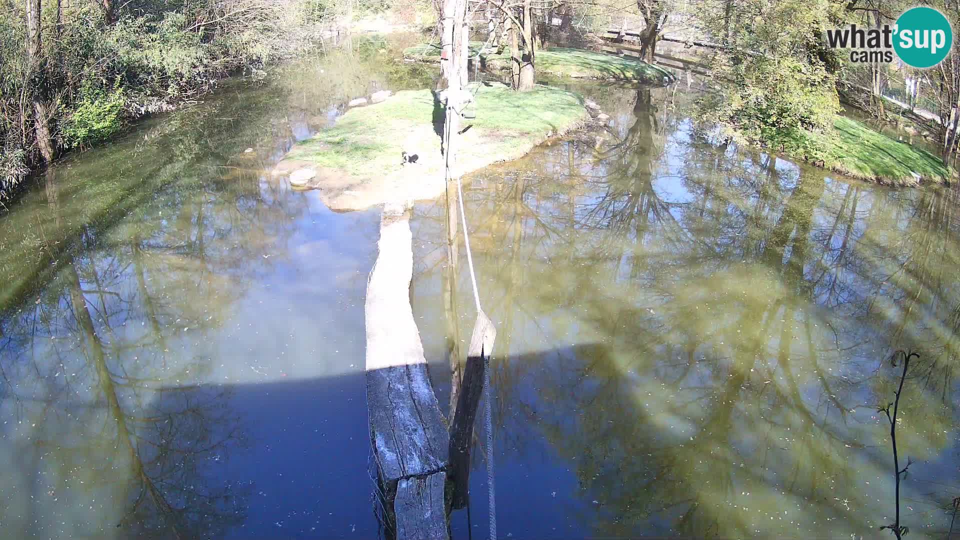 Black and white ruffed lemur Ljubljana Zoo live cam