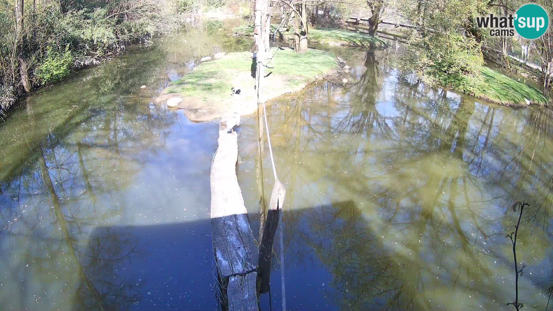 Vari noir et blanc – Ljubljana ZOO  livecam