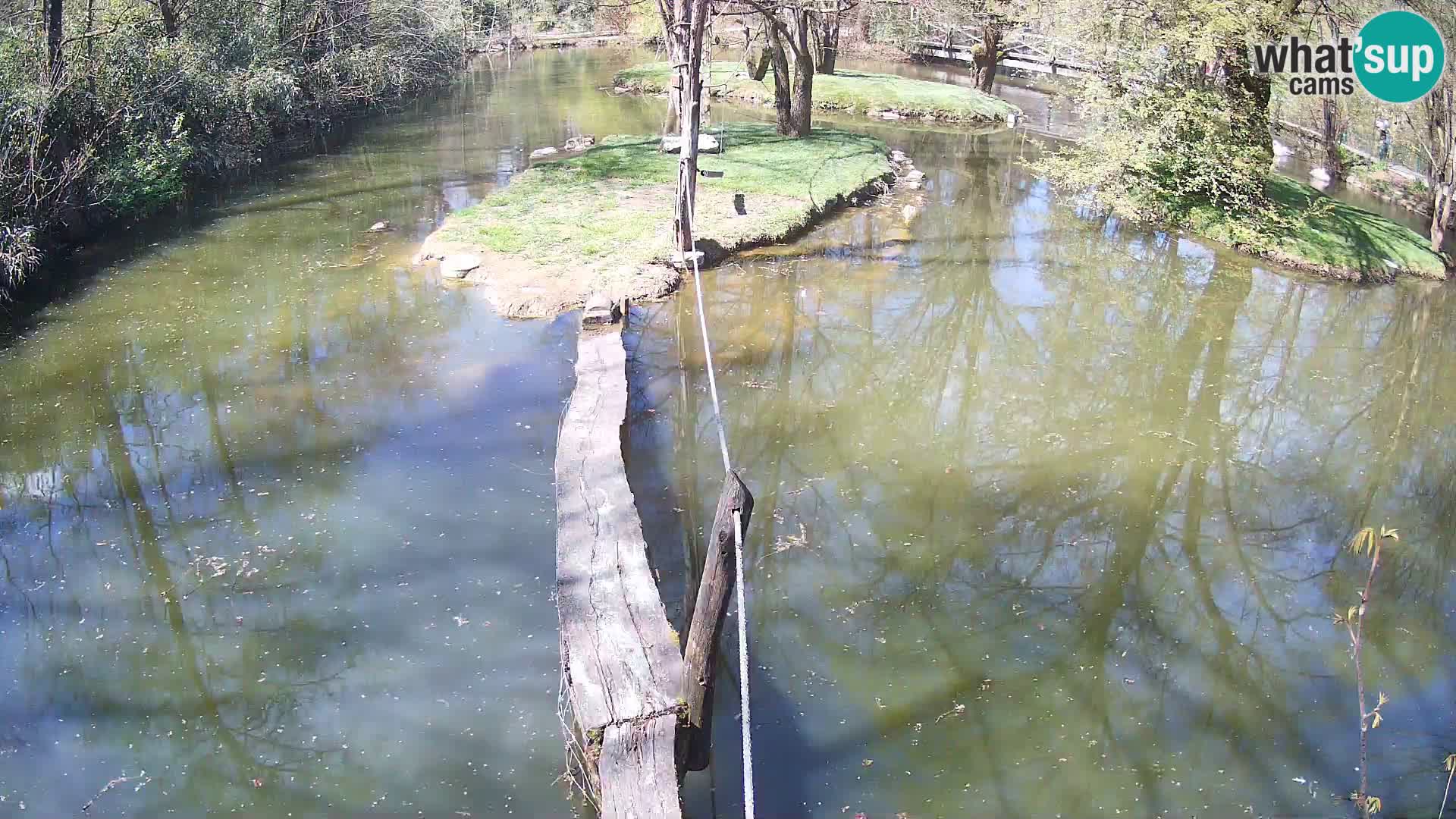 Schwarzweiße Vari Zoo Ljubljana webcam