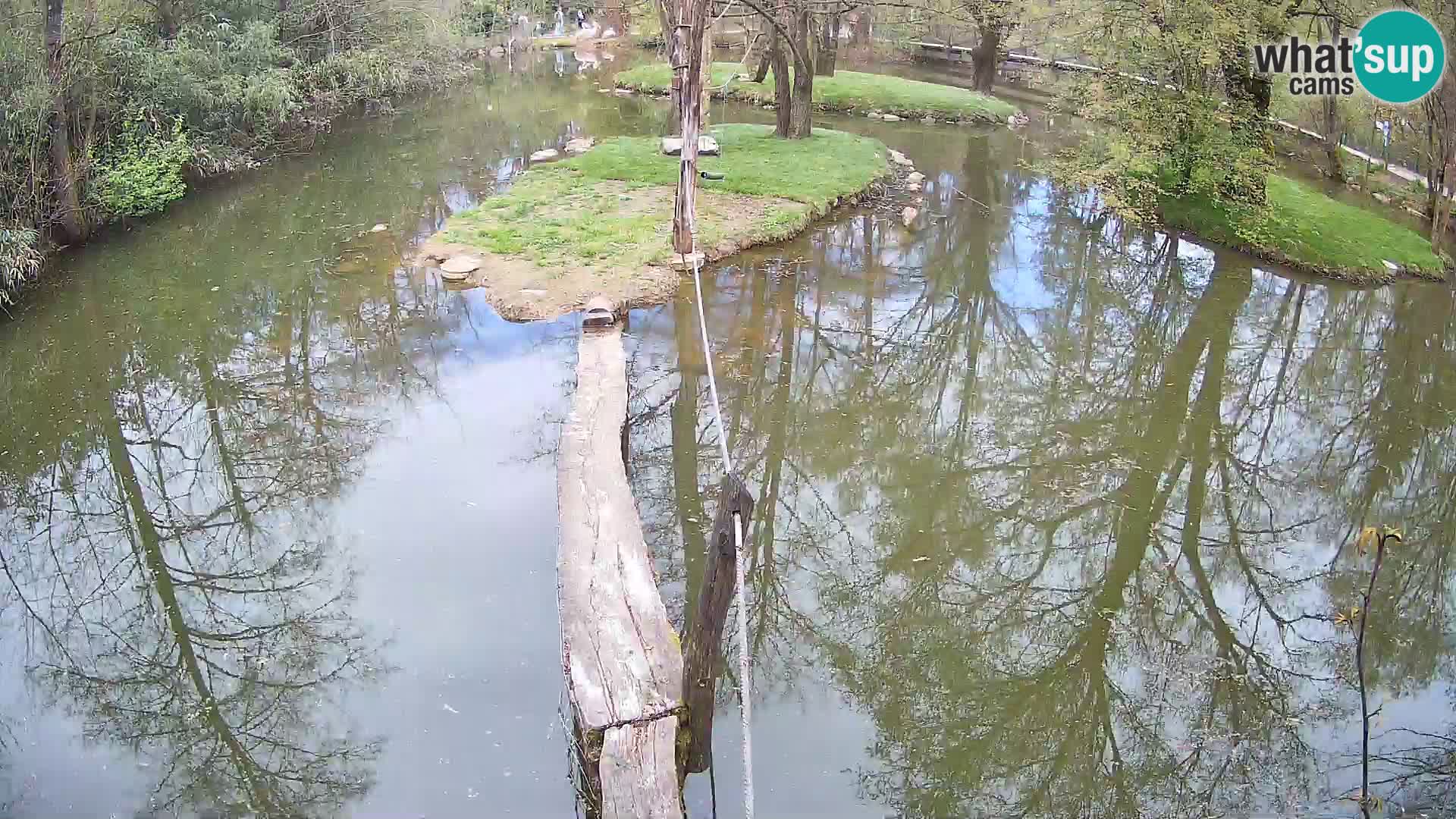 Navadni vari v živo – Ljubljana živalski vrt