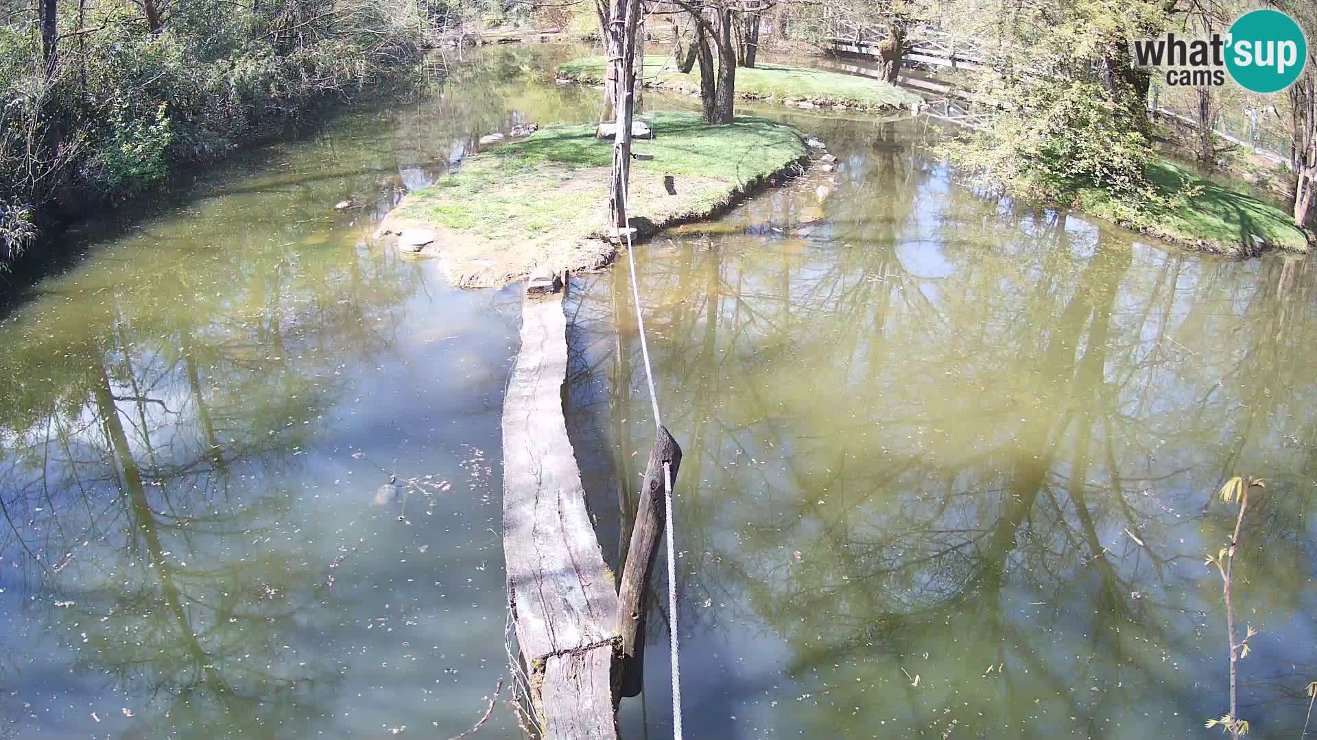 Navadni vari u živo – Ljubljana zoo