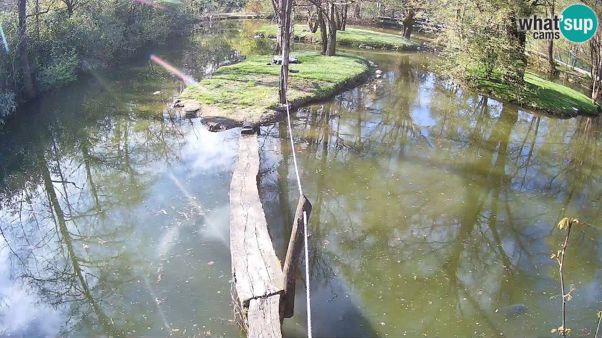 Vari bianconero Zoo Ljubljana webcam