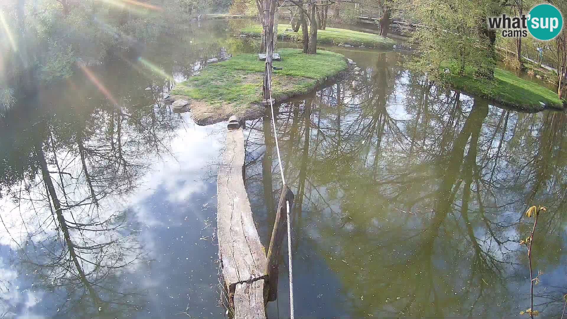 Vari noir et blanc – Ljubljana ZOO  livecam