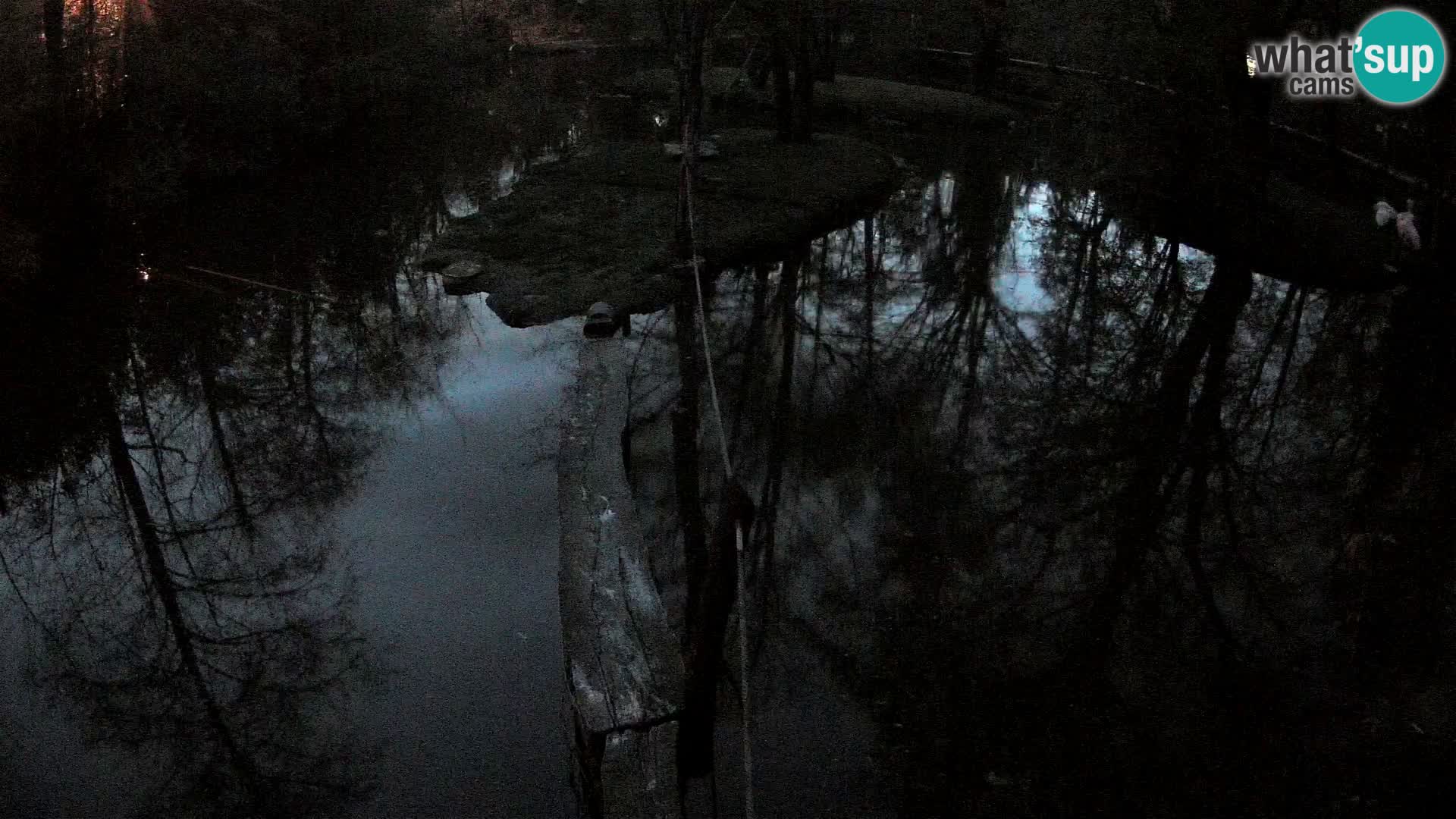 Lémur rufo blanco y negro – Ljubljana Zoo en vivo