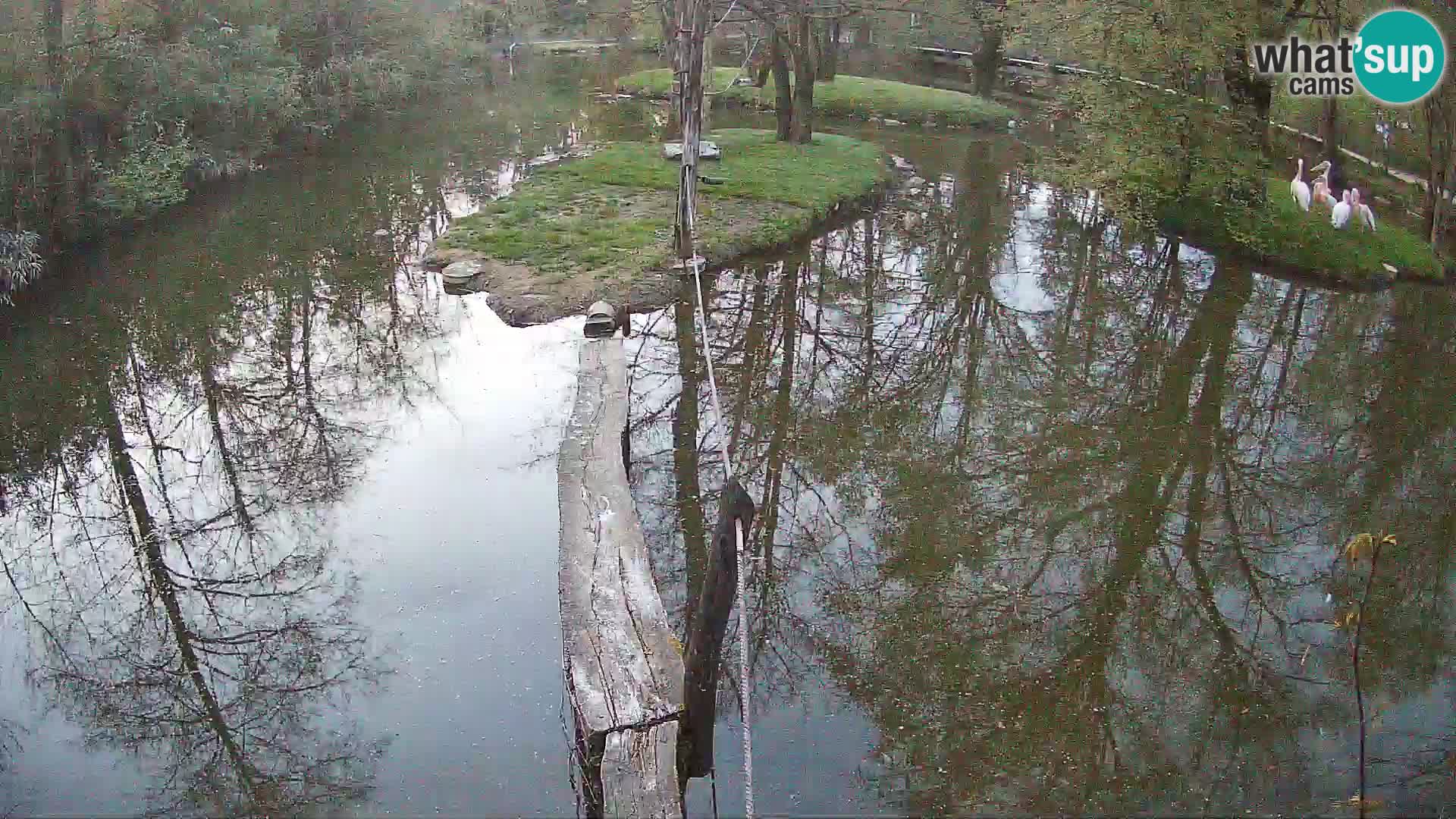 Vari noir et blanc – Ljubljana ZOO  livecam