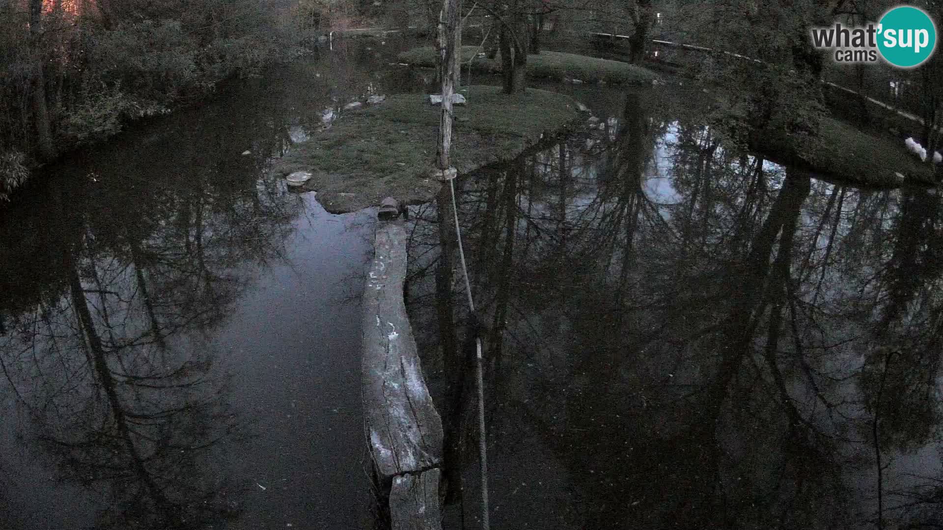 Vari bianconero Zoo Ljubljana webcam