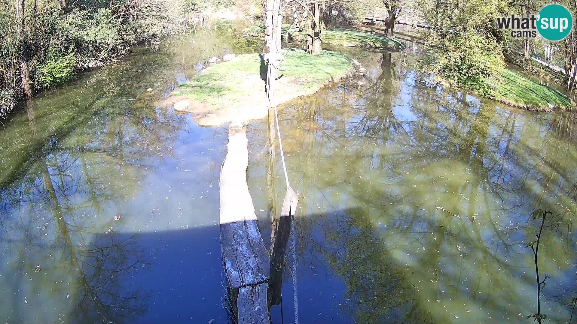 Vari bianconero Zoo Ljubljana webcam