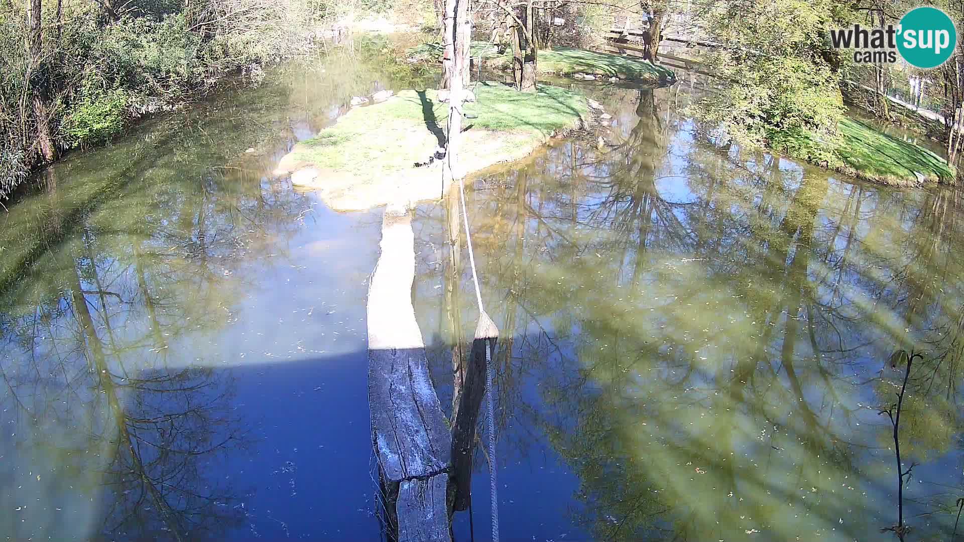 Vari noir et blanc – Ljubljana ZOO  livecam