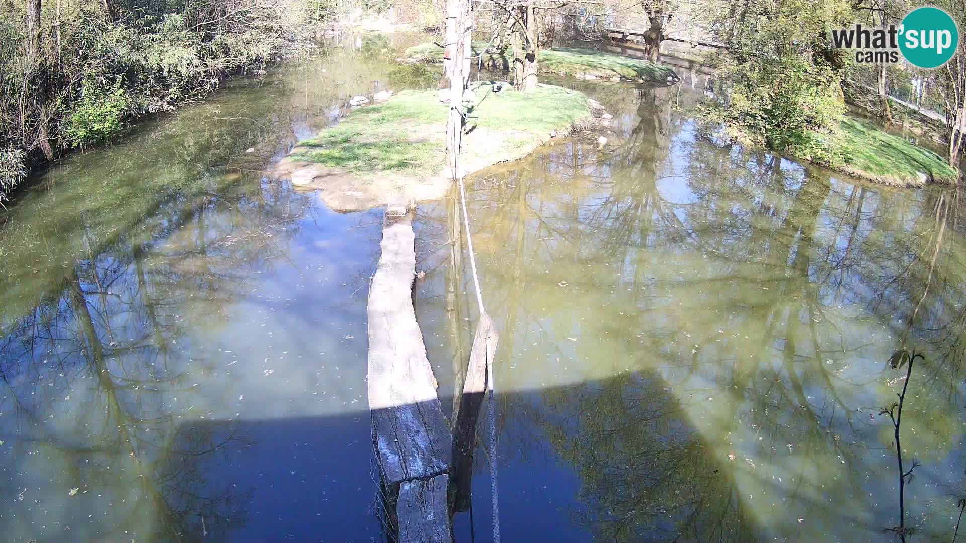 Navadni vari u živo – Ljubljana zoo