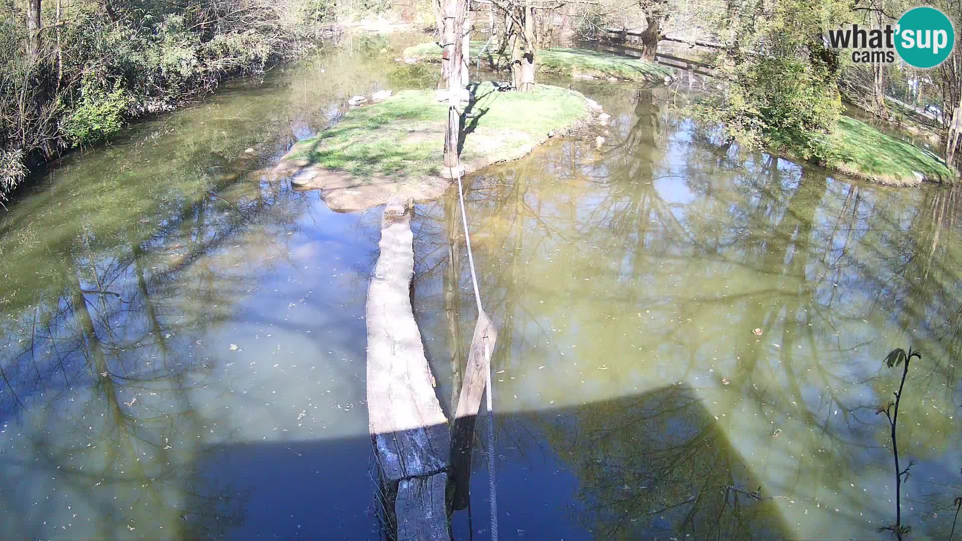Black and white ruffed lemur Ljubljana Zoo live cam