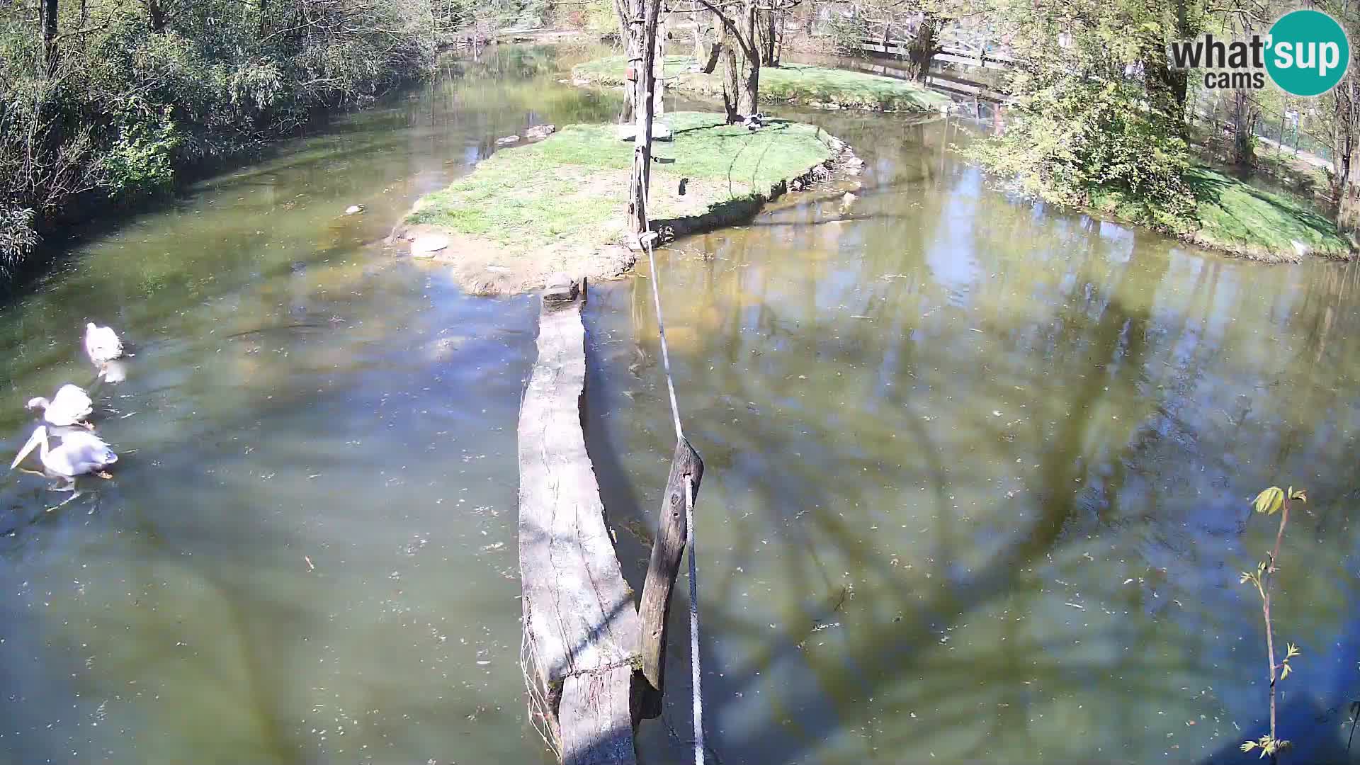 Navadni vari v živo – Ljubljana živalski vrt
