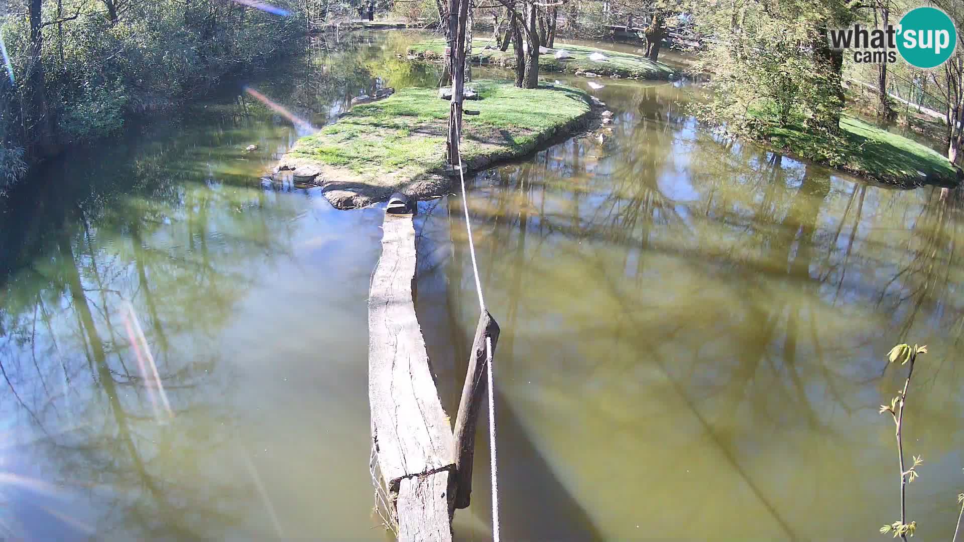 Vari bianconero Zoo Ljubljana webcam