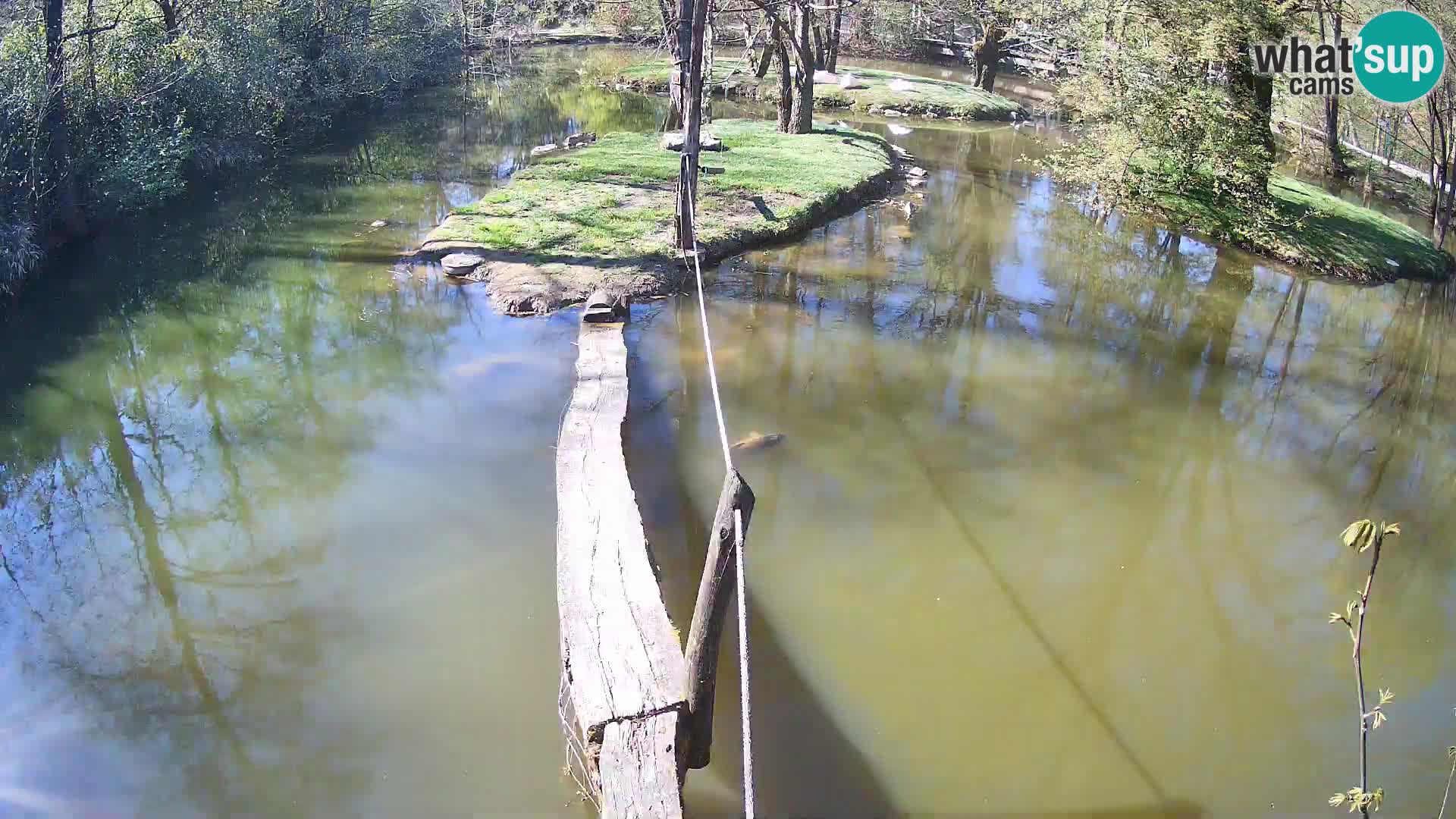 Lémur rufo blanco y negro – Ljubljana Zoo en vivo