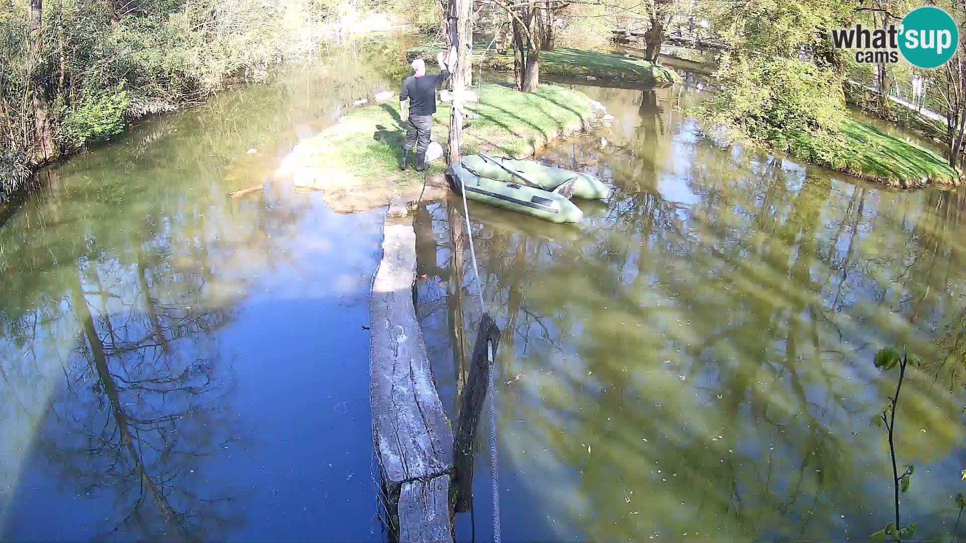 Vari noir et blanc – Ljubljana ZOO  livecam