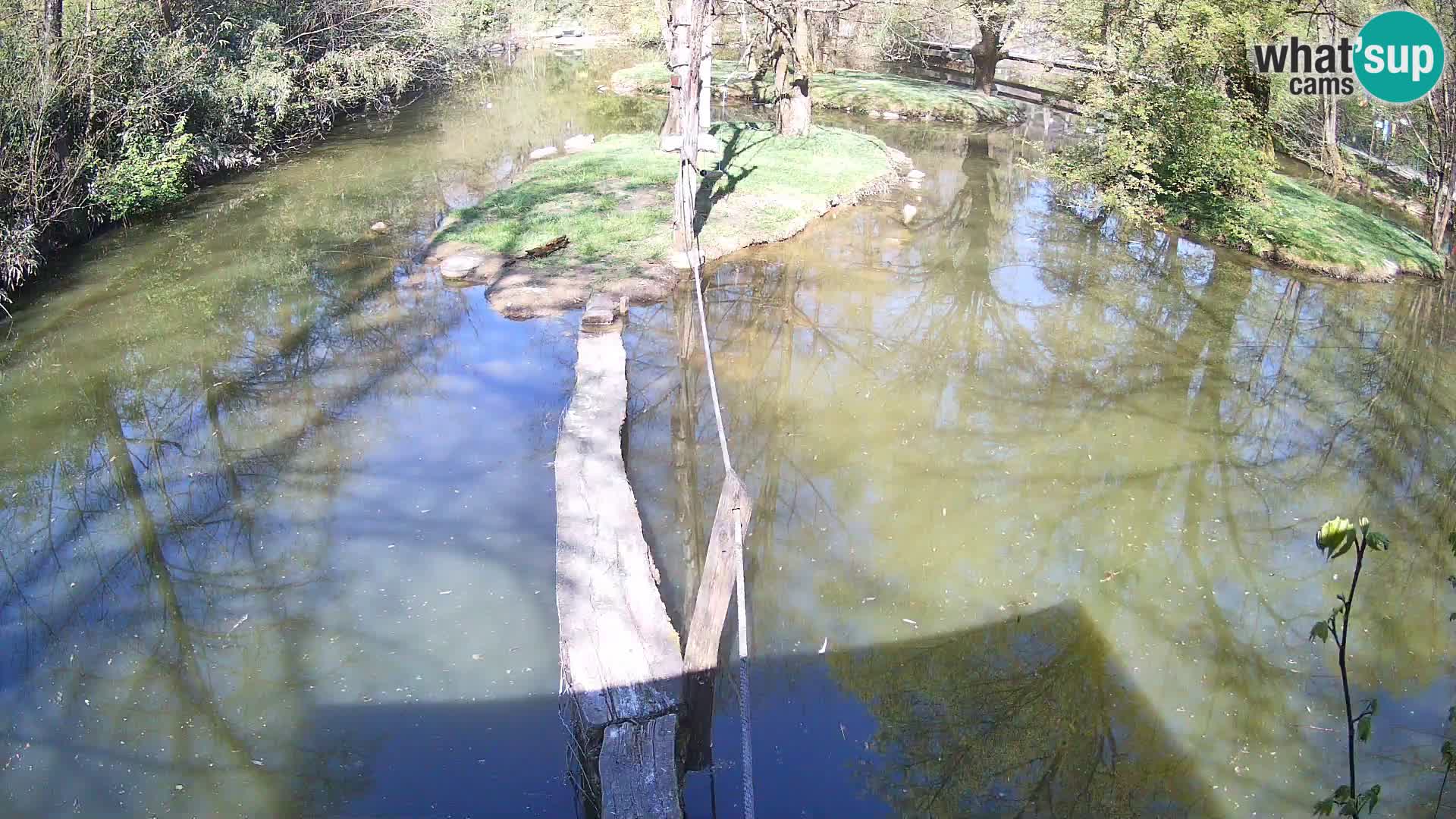 Vari noir et blanc – Ljubljana ZOO livecam