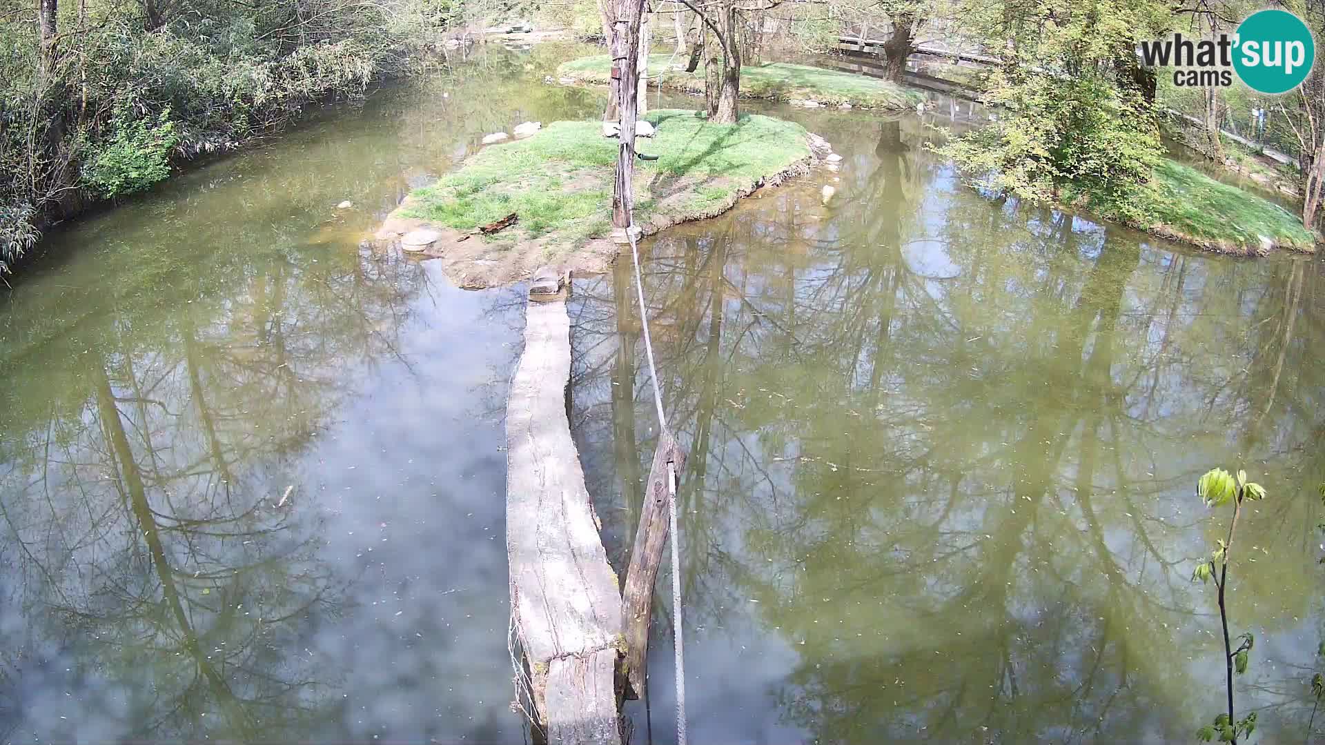 Lémur rufo blanco y negro – Ljubljana Zoo en vivo