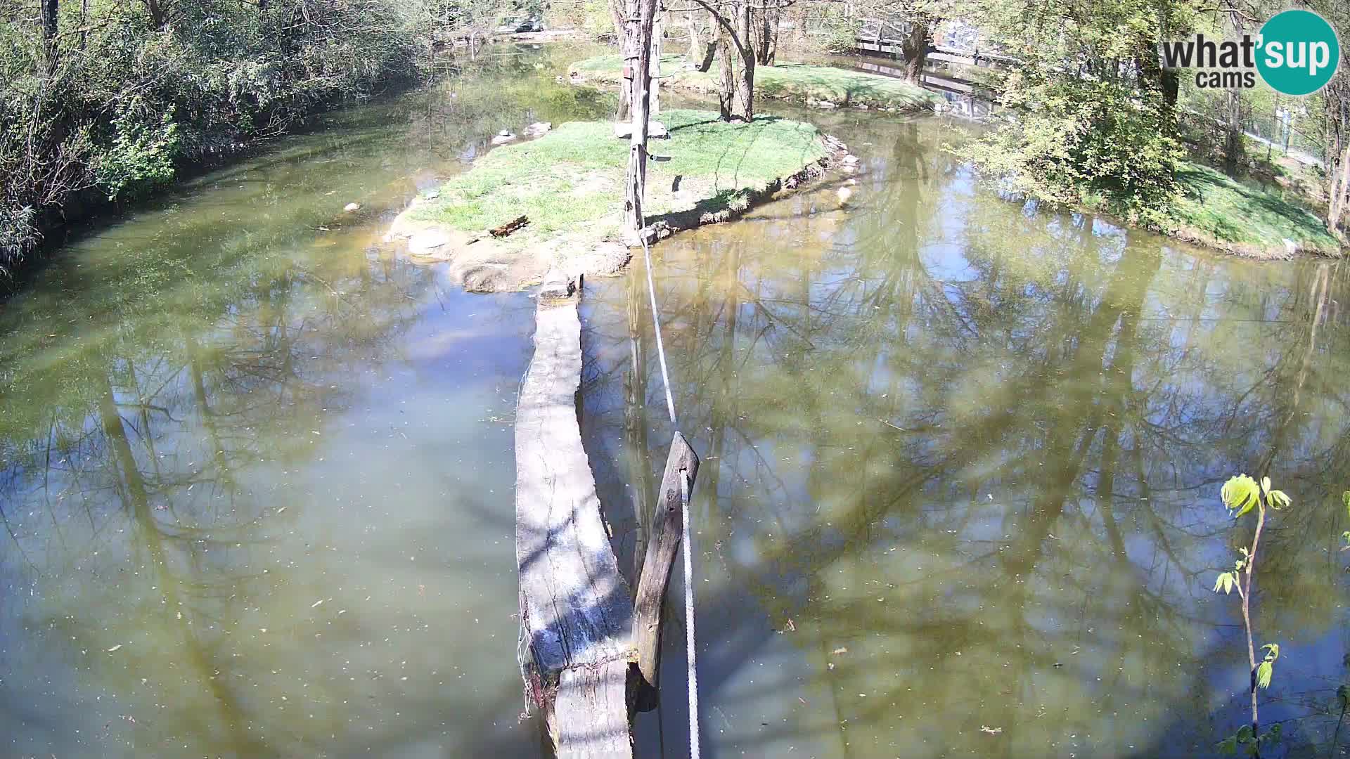 Vari noir et blanc – Ljubljana ZOO  livecam