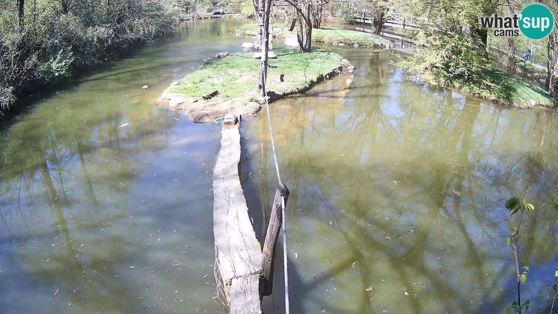 Black and white ruffed lemur Ljubljana Zoo live cam