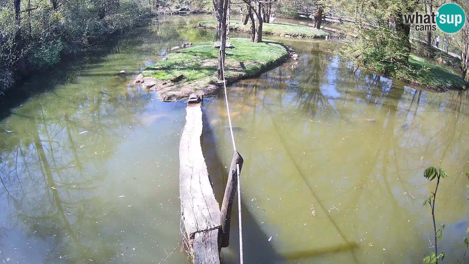 Vari bianconero Zoo Ljubljana webcam