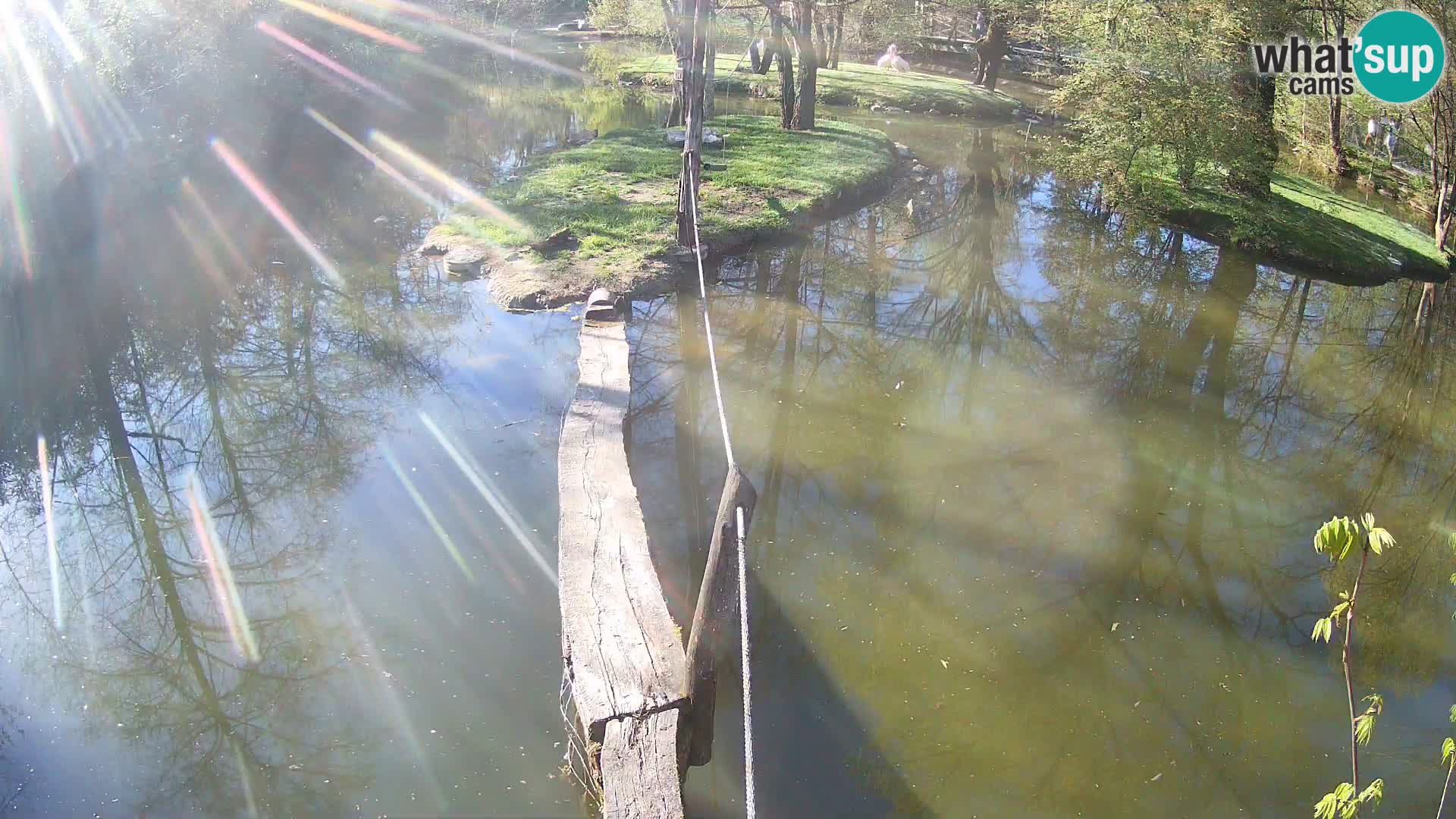 Schwarzweiße Vari Zoo Ljubljana webcam