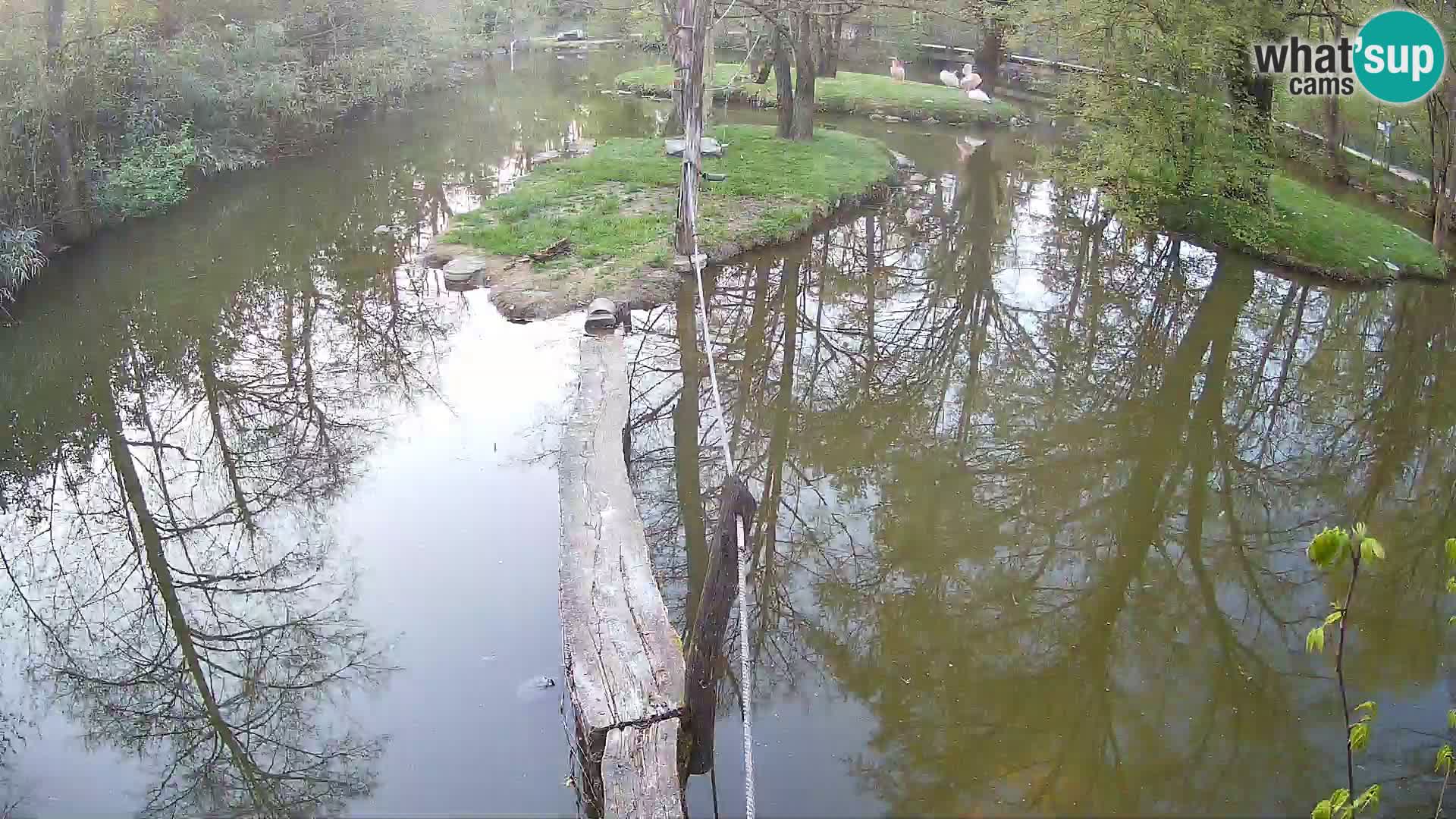 Schwarzweiße Vari Zoo Ljubljana webcam