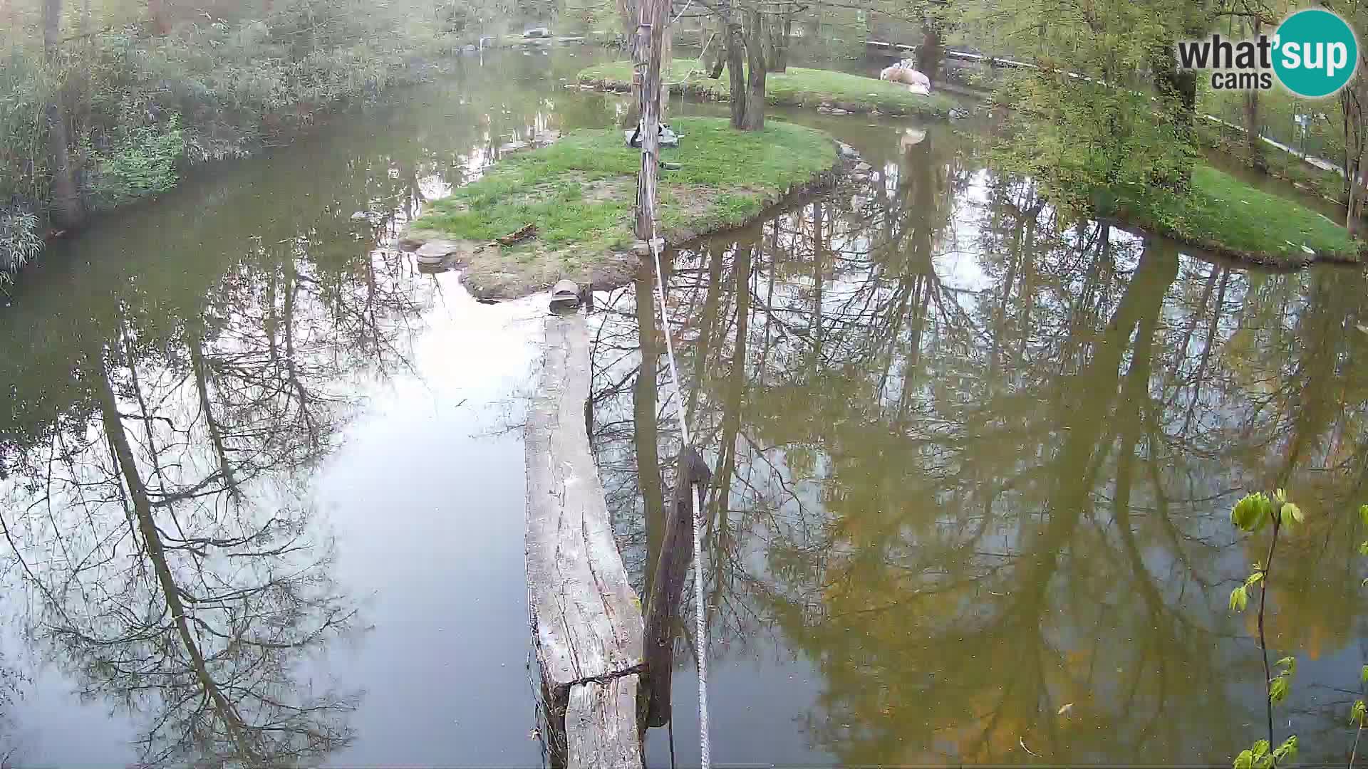 Schwarzweiße Vari Zoo Ljubljana webcam