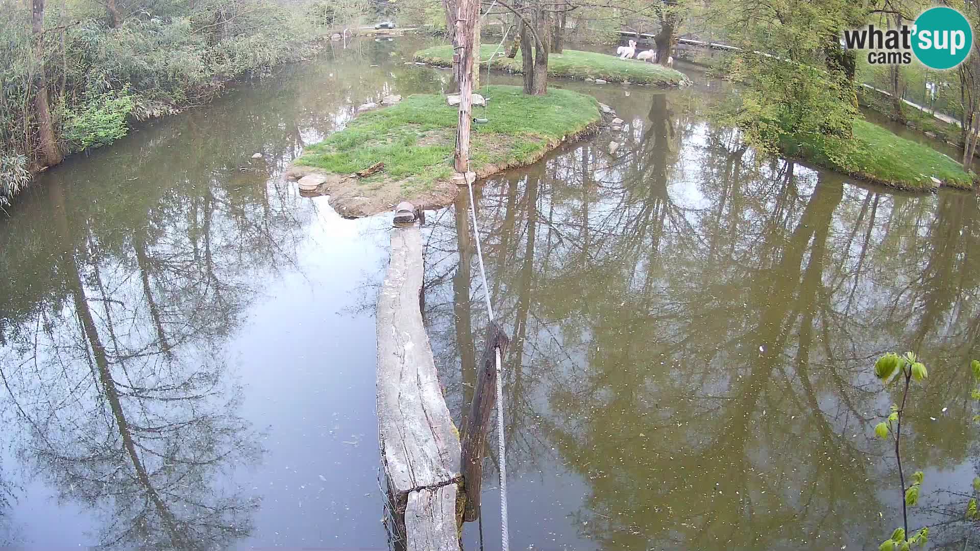 Black and white ruffed lemur Ljubljana Zoo live cam