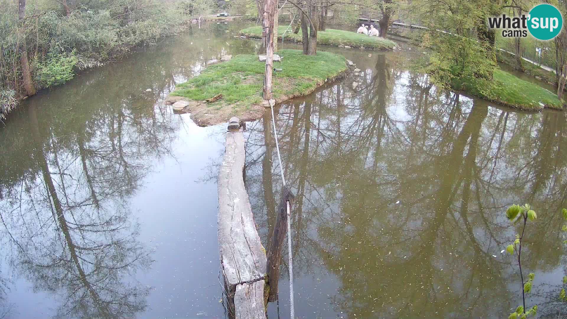 Black and white ruffed lemur Ljubljana Zoo live cam