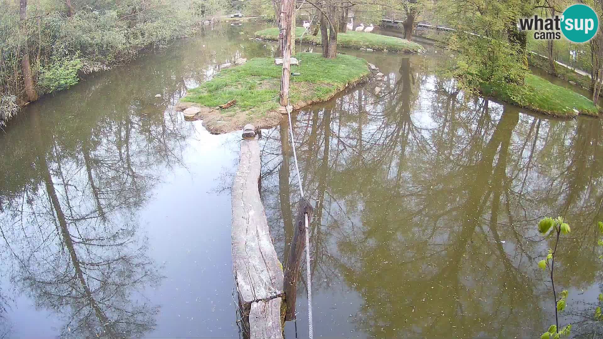 Black and white ruffed lemur Ljubljana Zoo live cam